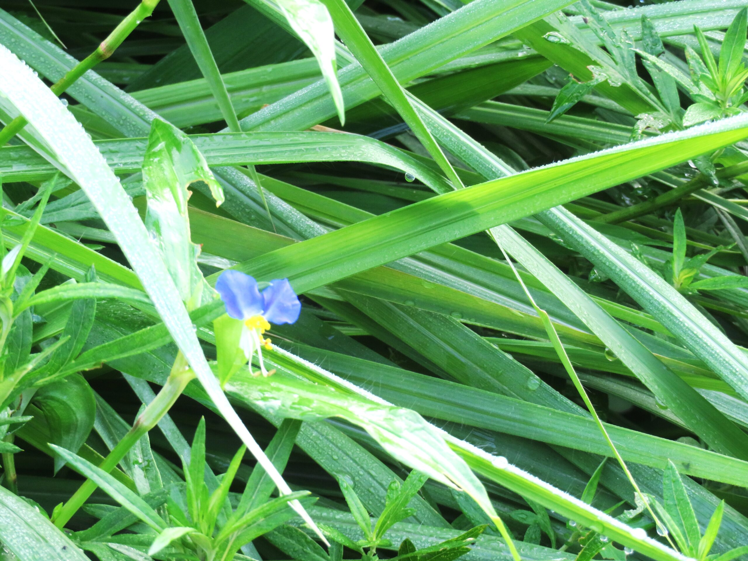 夏の露を置くつゆ草