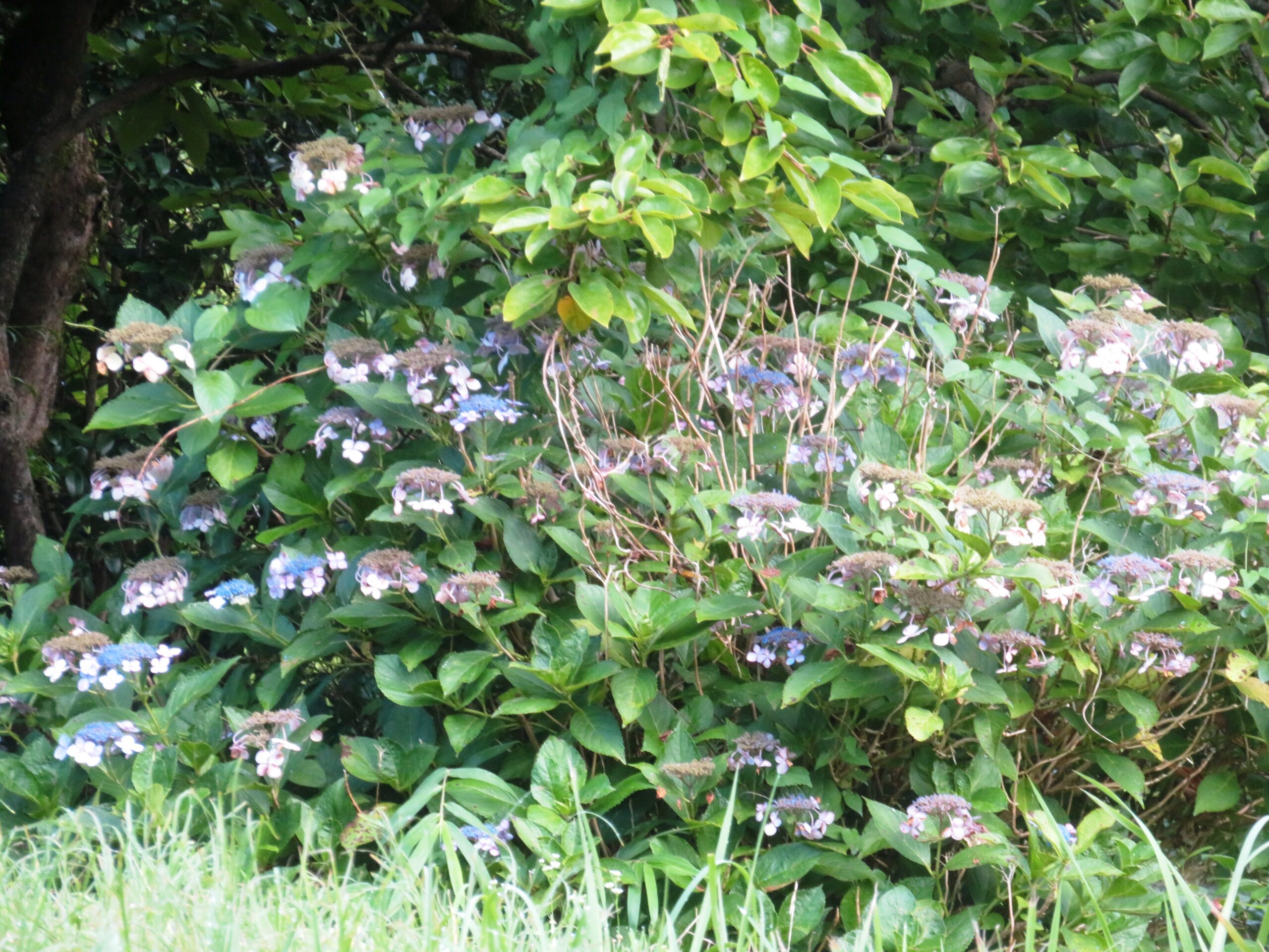 最後の紫陽花