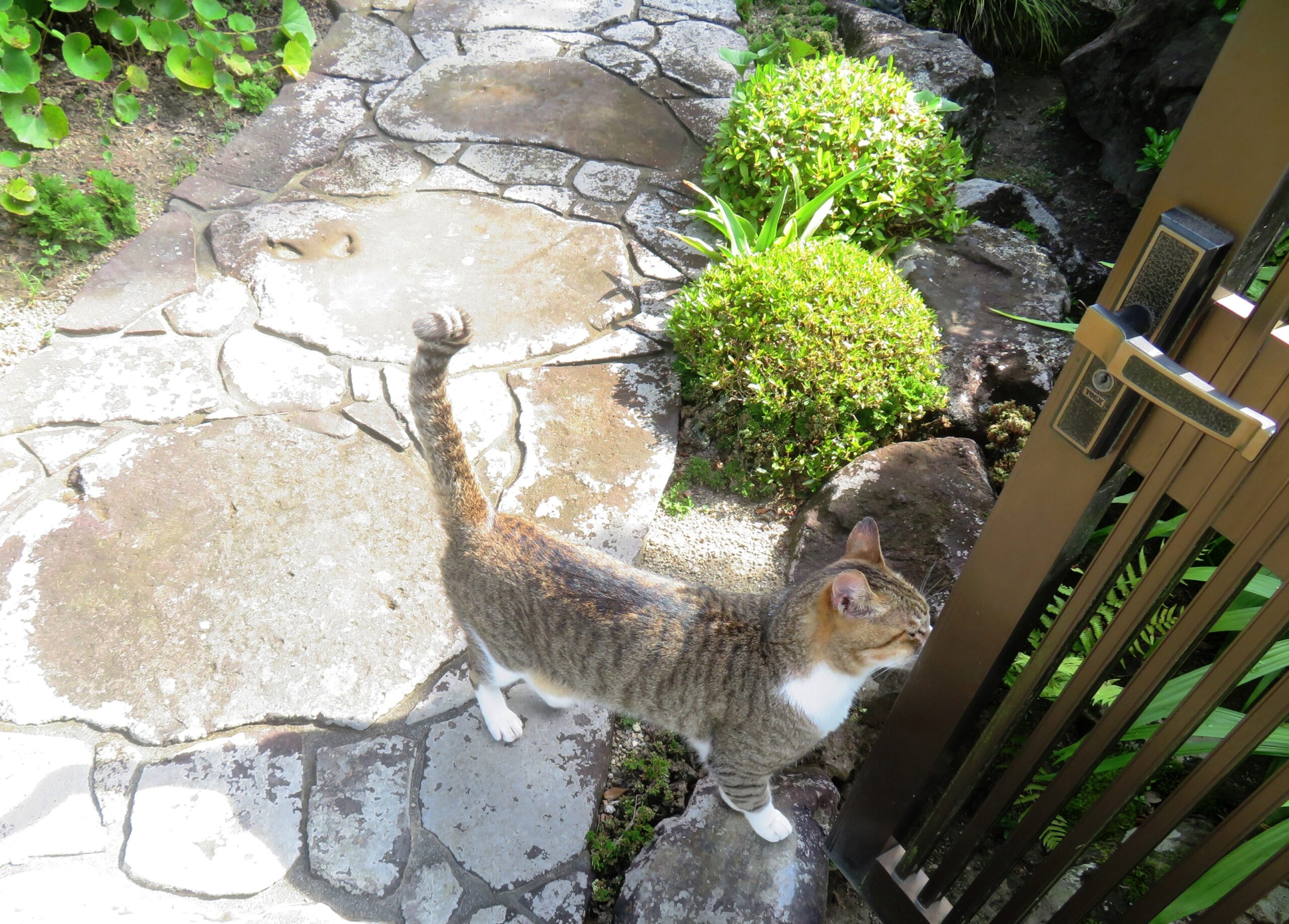 ねこ、風太　巡回