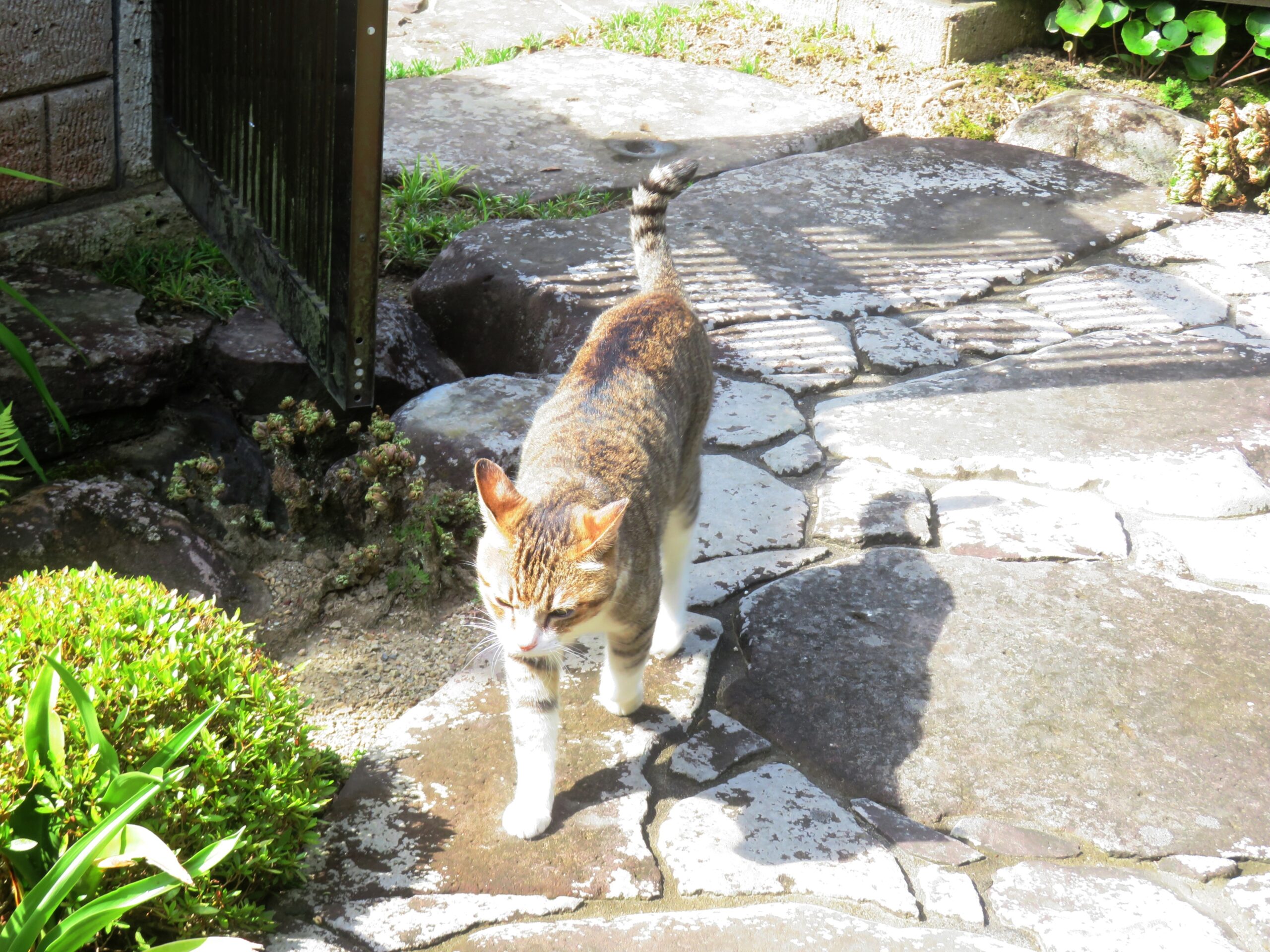 ねこ、風太　巡回