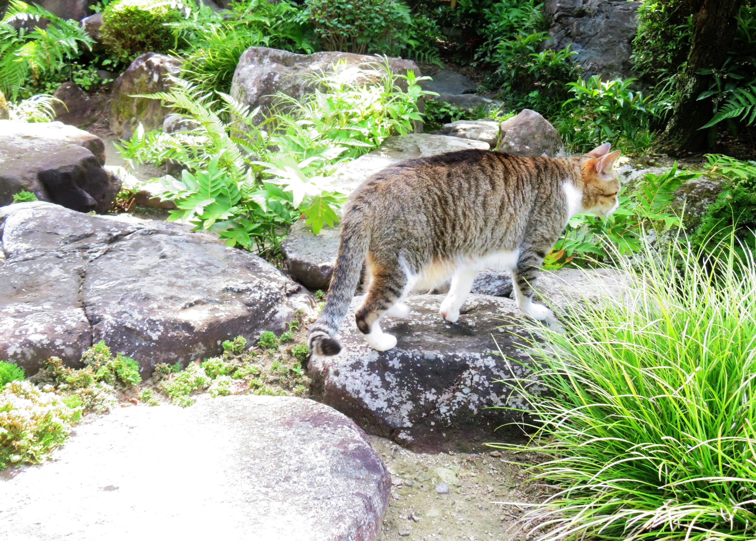 ねこ、風太　巡回