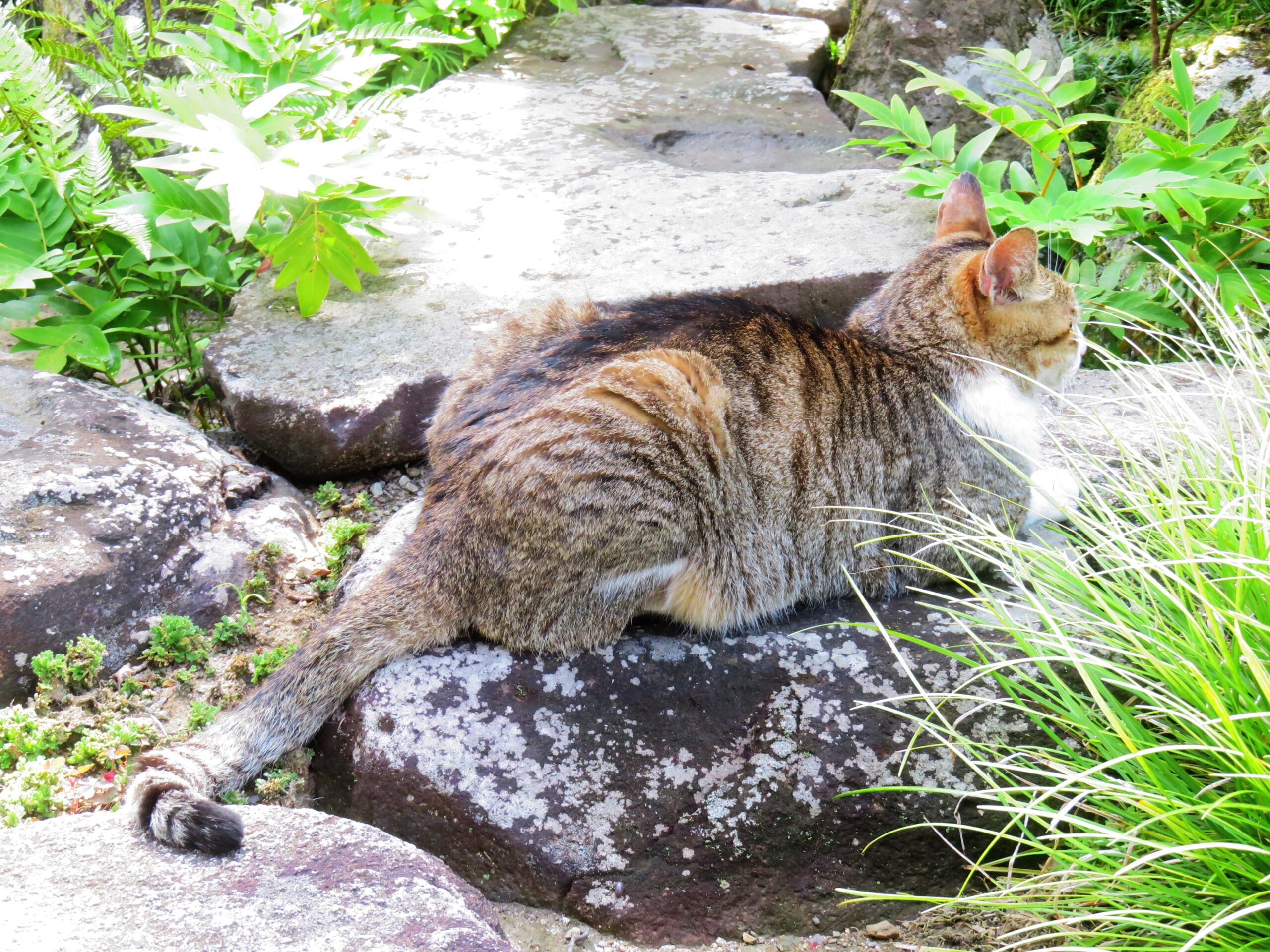 ねこ、風太　巡回