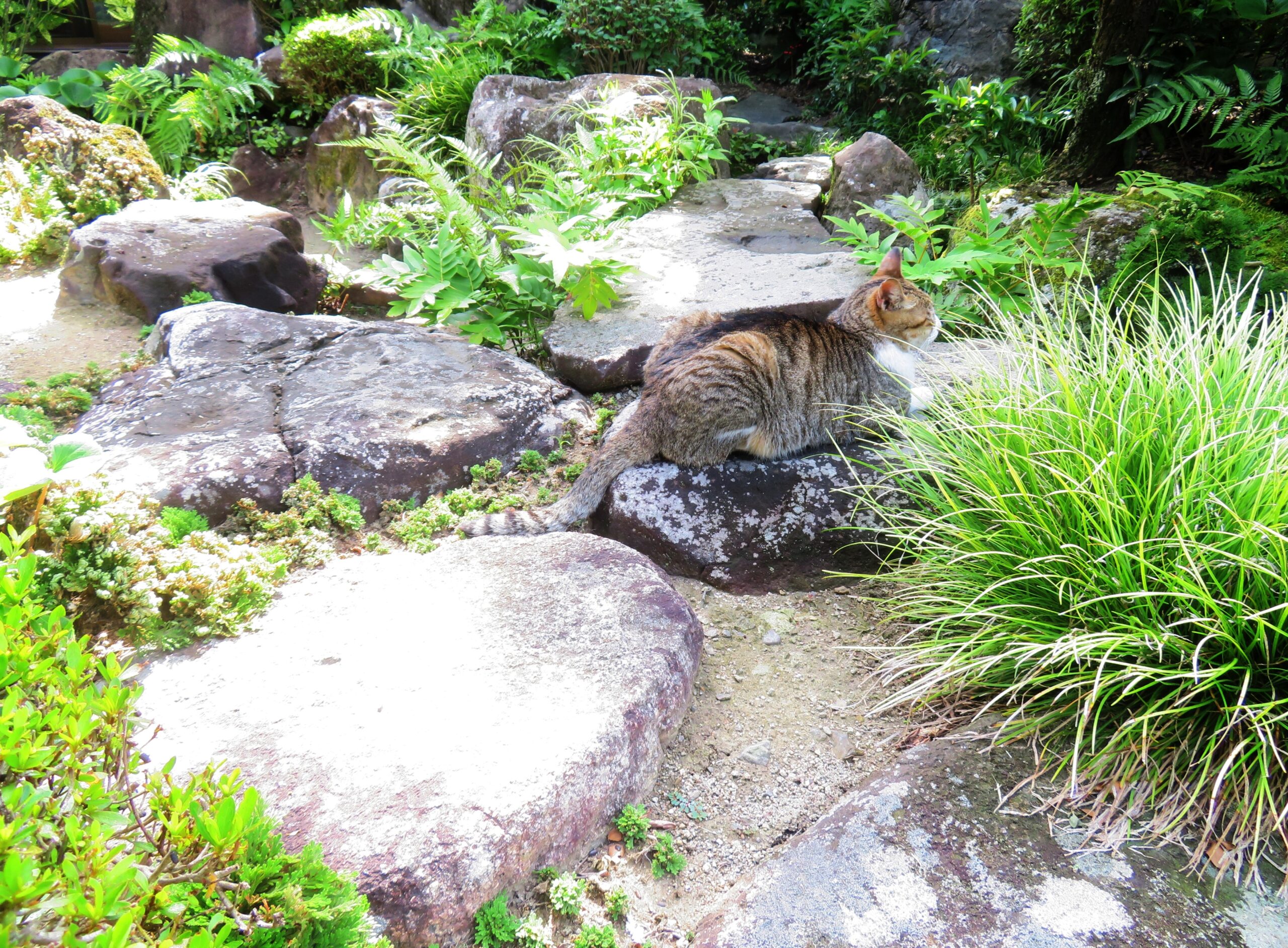 ねこ、風太　巡回