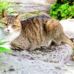 ねこ、風太　巡回