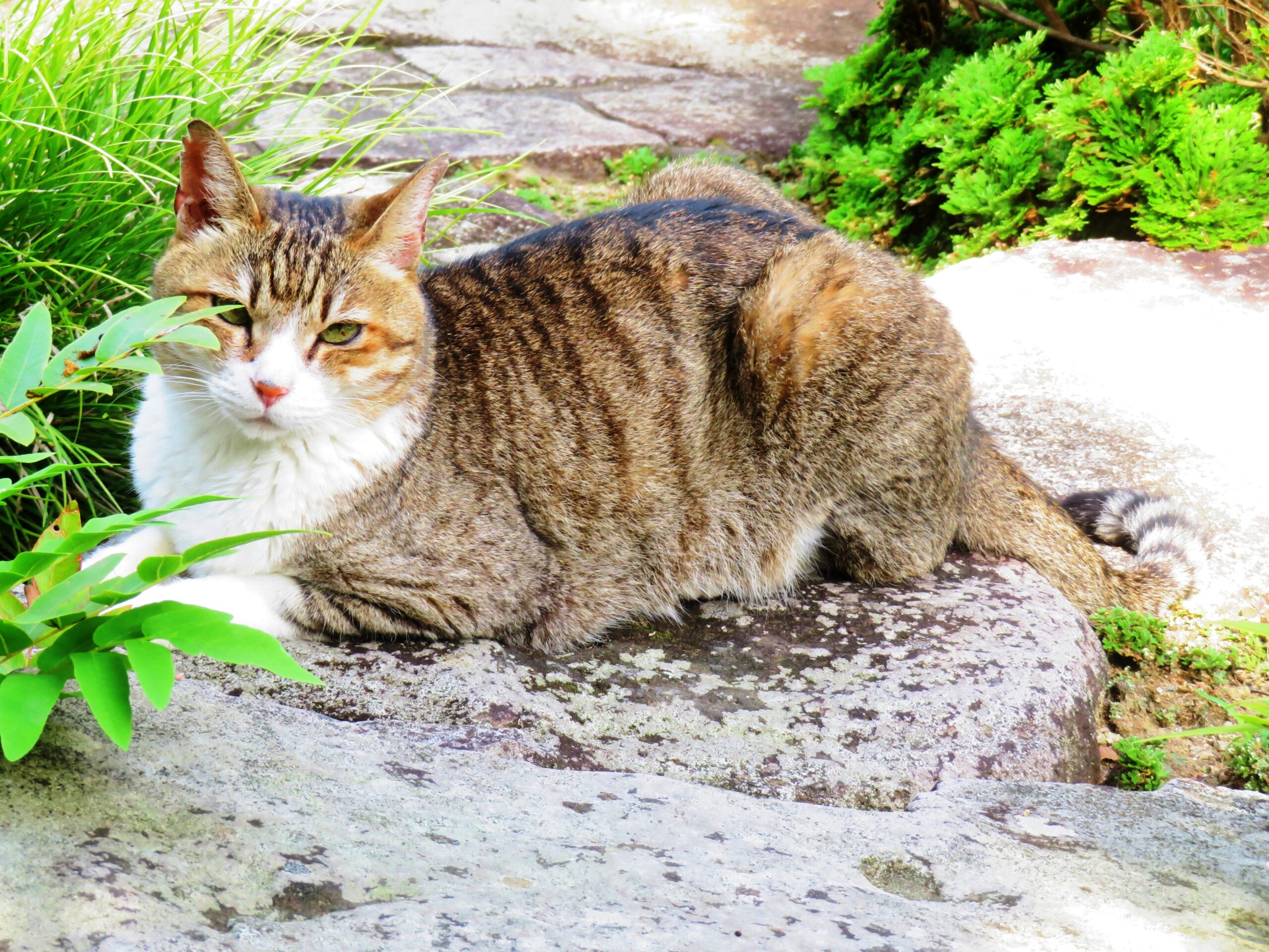 ねこ、風太　巡回