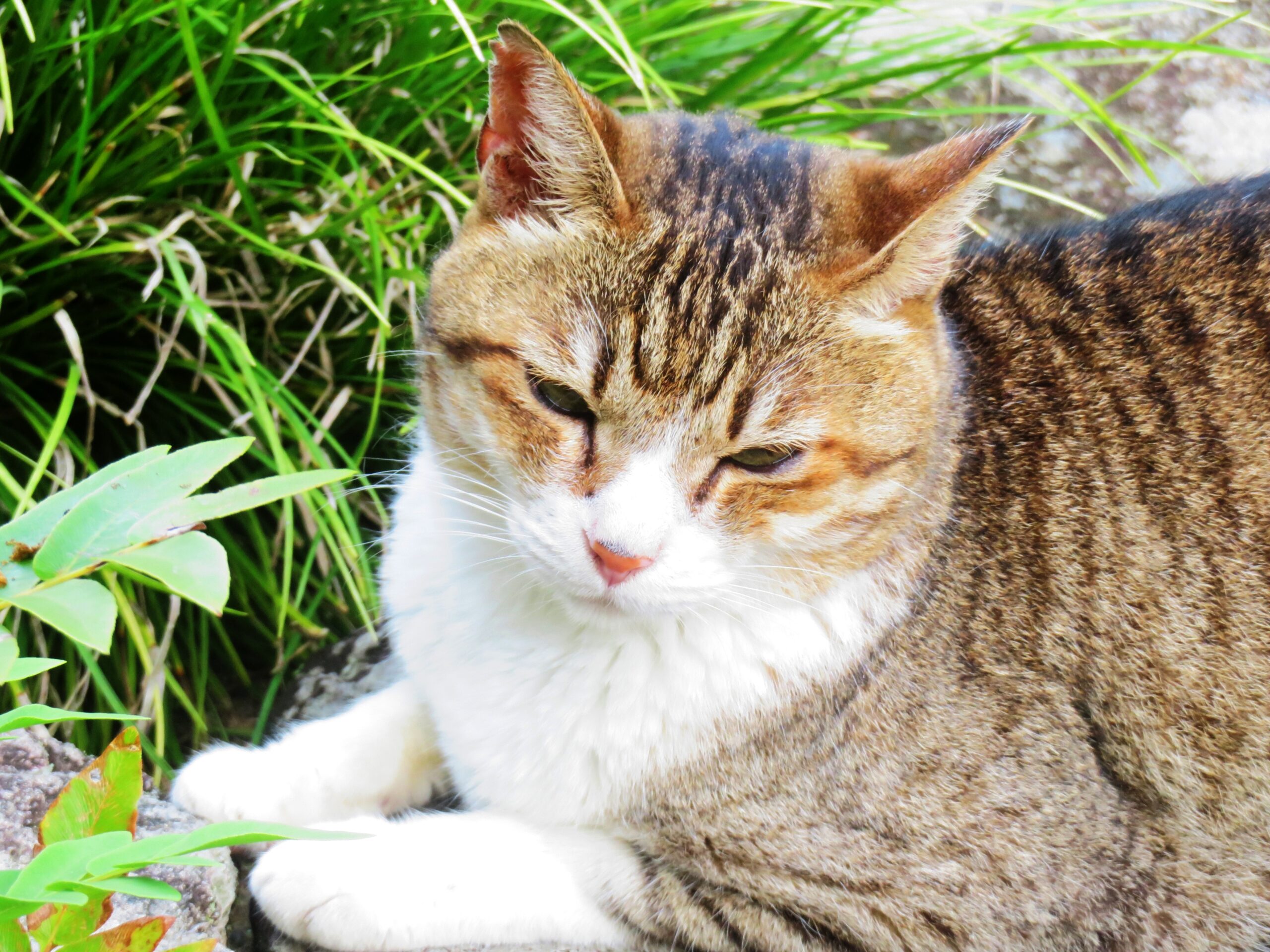 ねこ、風太　巡回