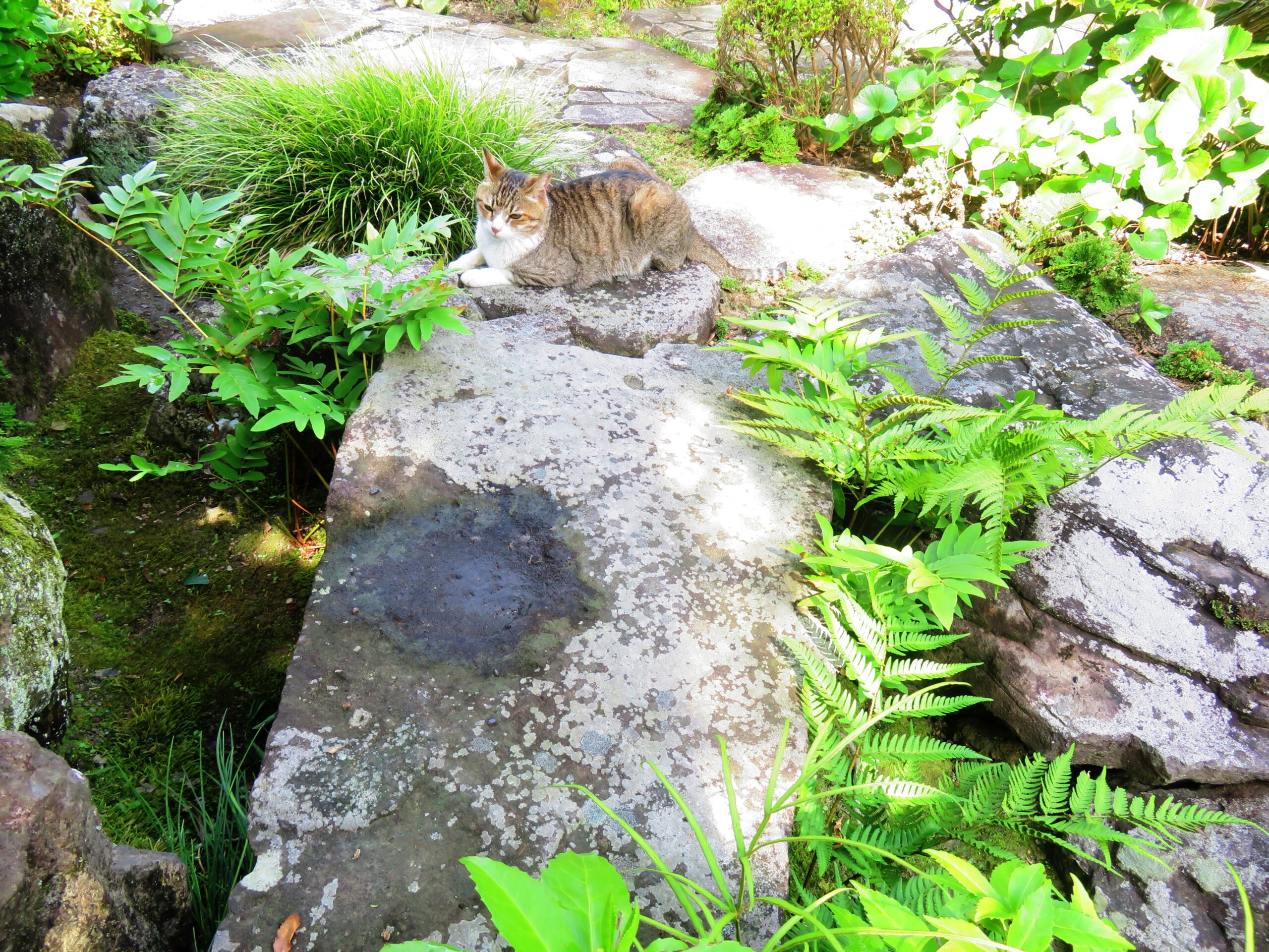 ねこ、風太　巡回