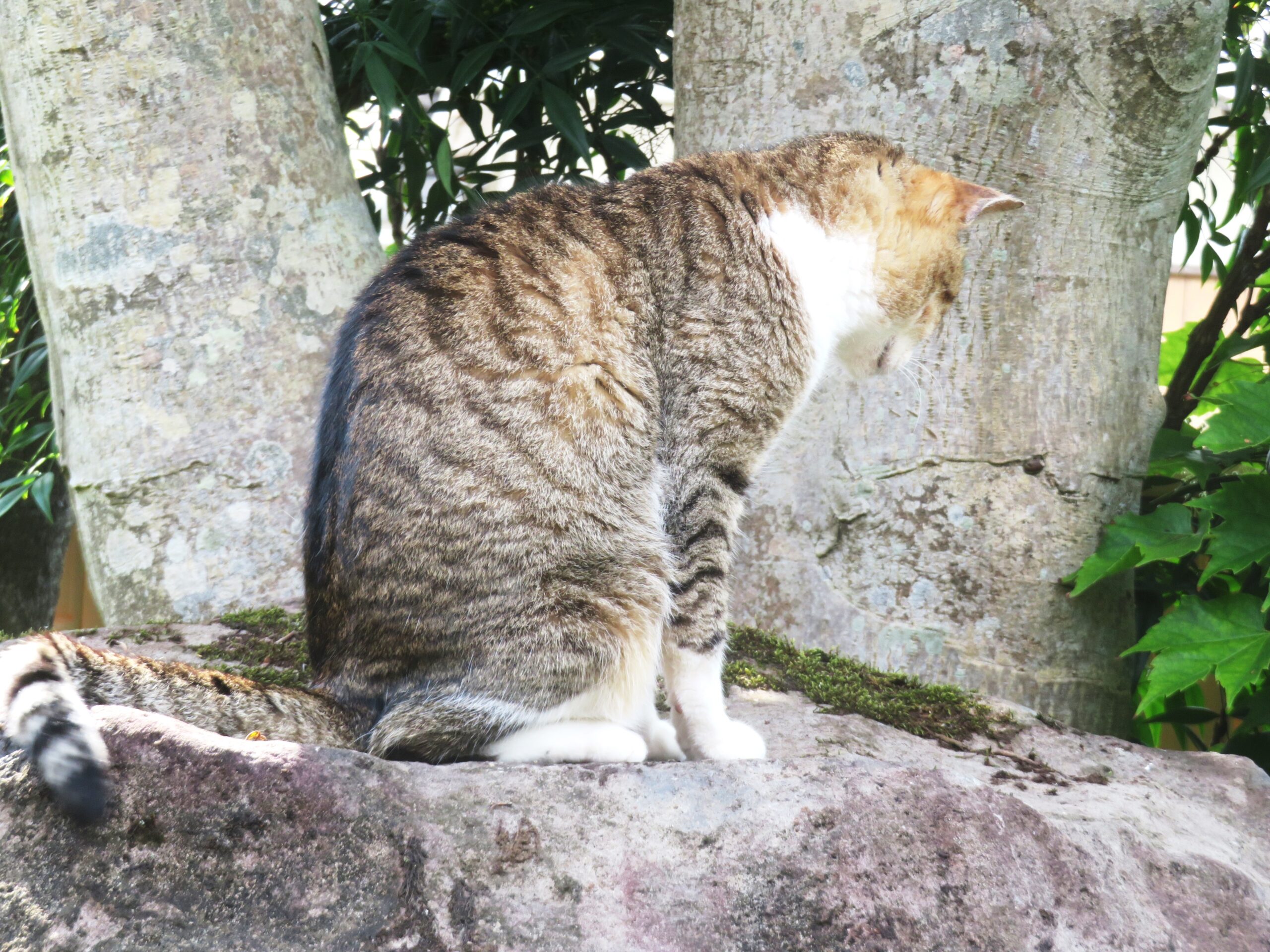 ねこ、風太　巡回