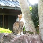 ねこ、風太　巡回