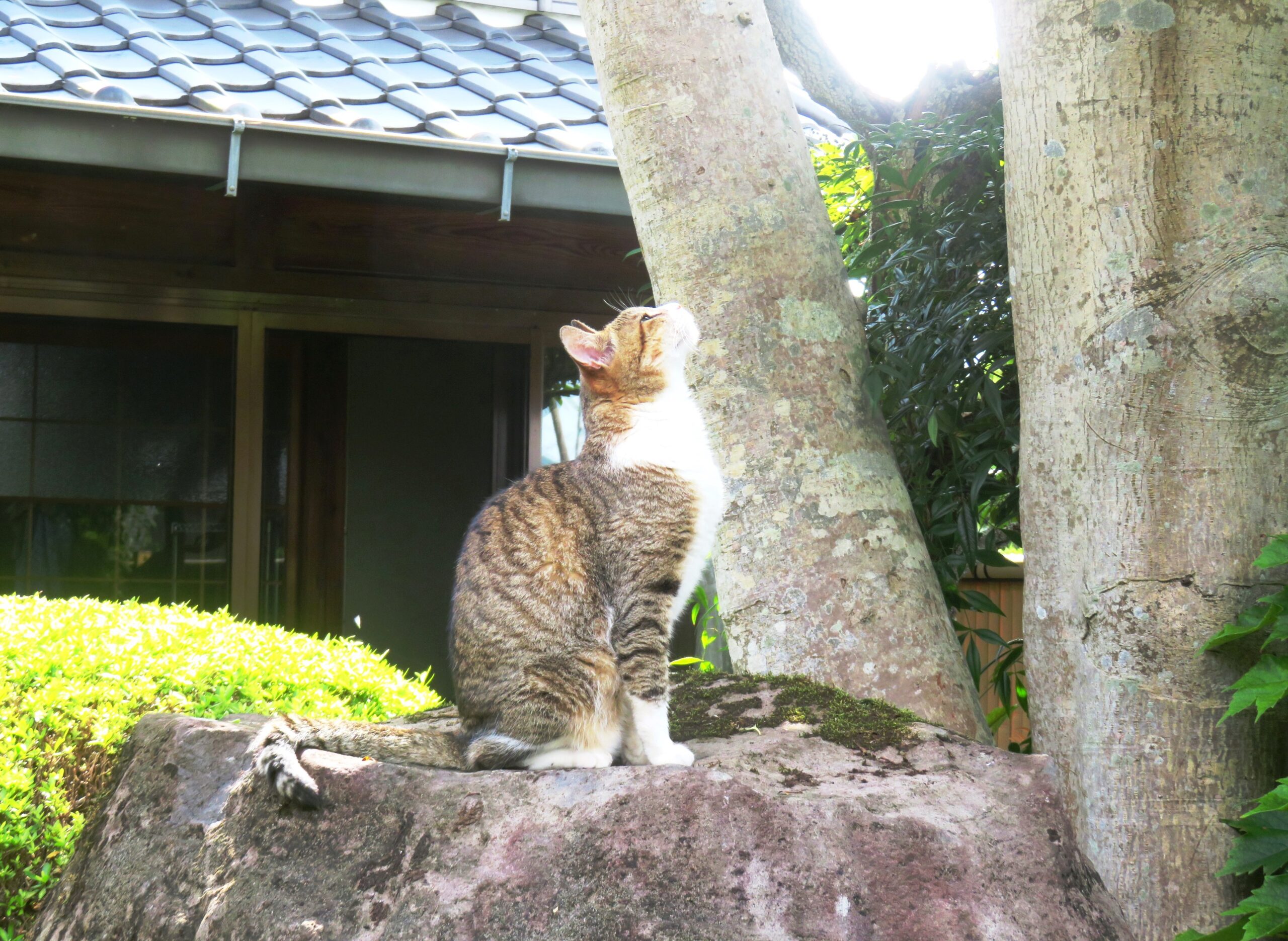 ねこ、風太　巡回