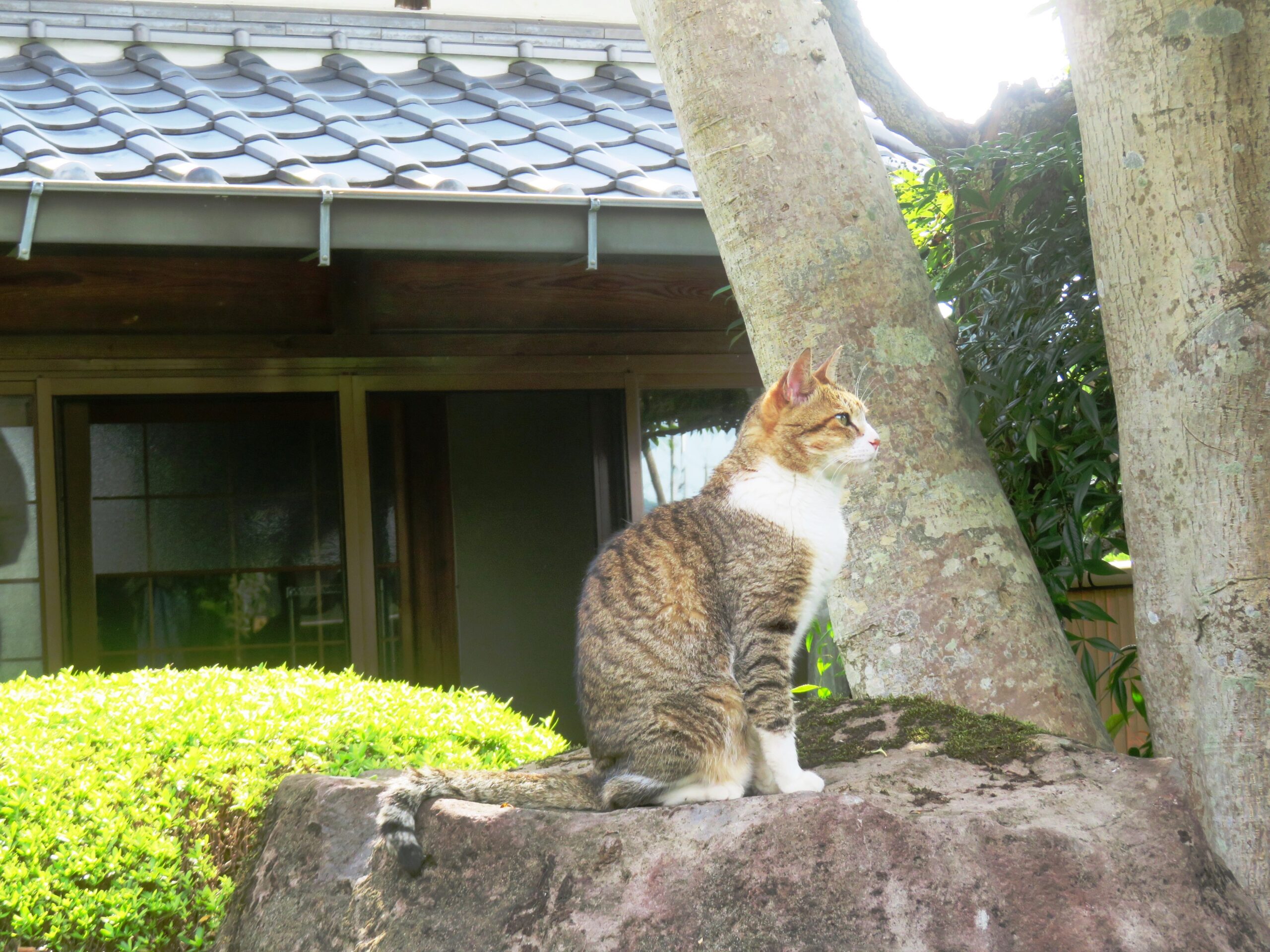 ねこ、風太　巡回