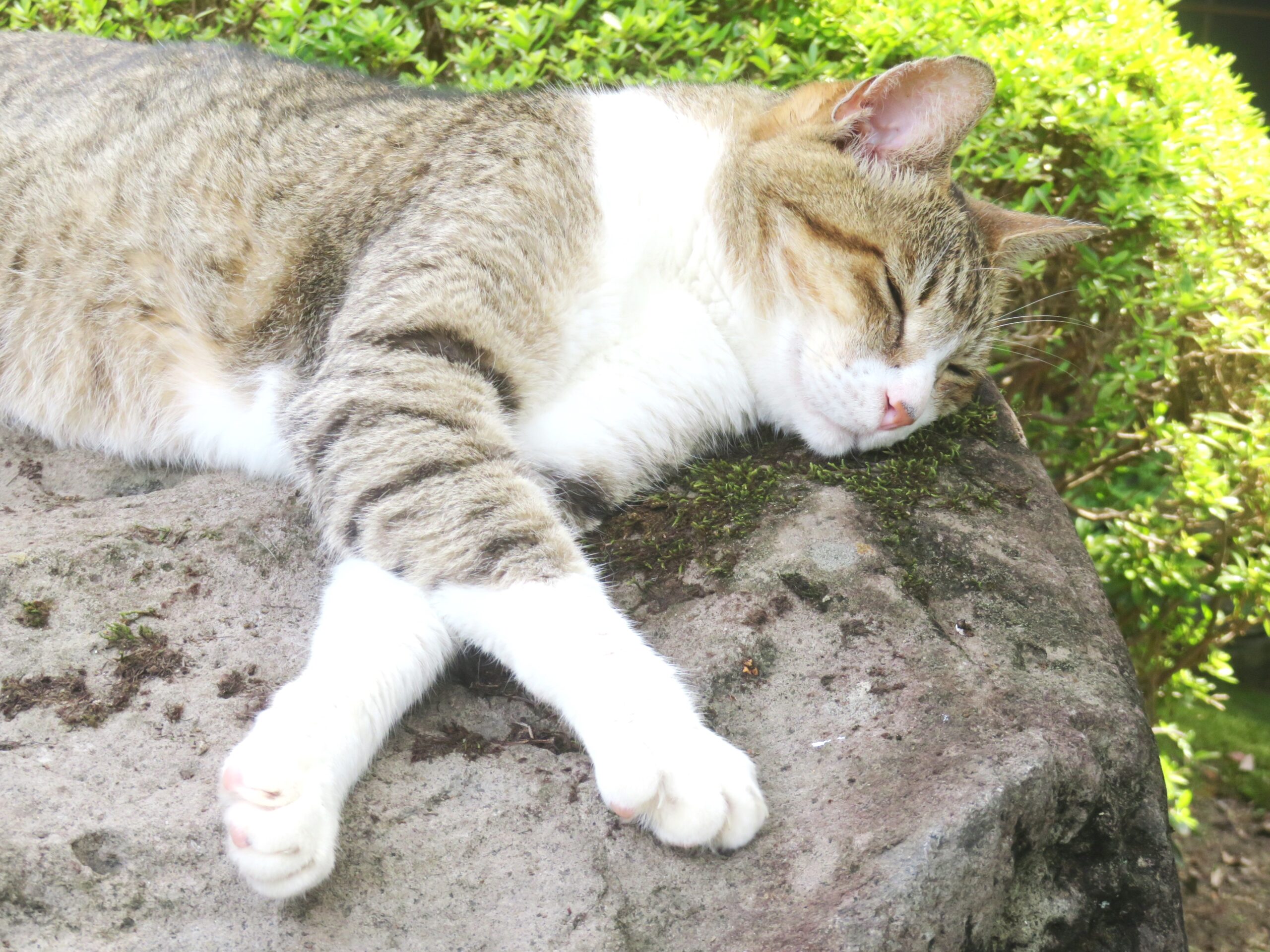 ねこ、風太　ゴロゴロ