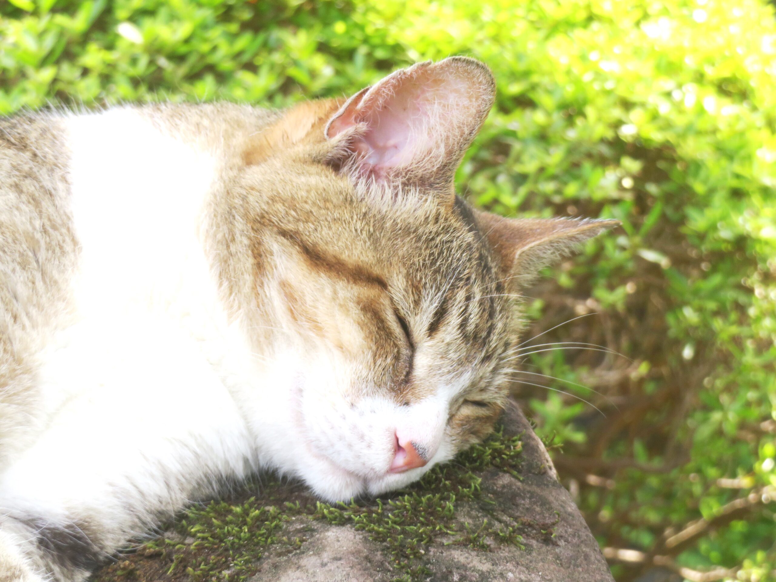 ねこ、風太　ゴロゴロ