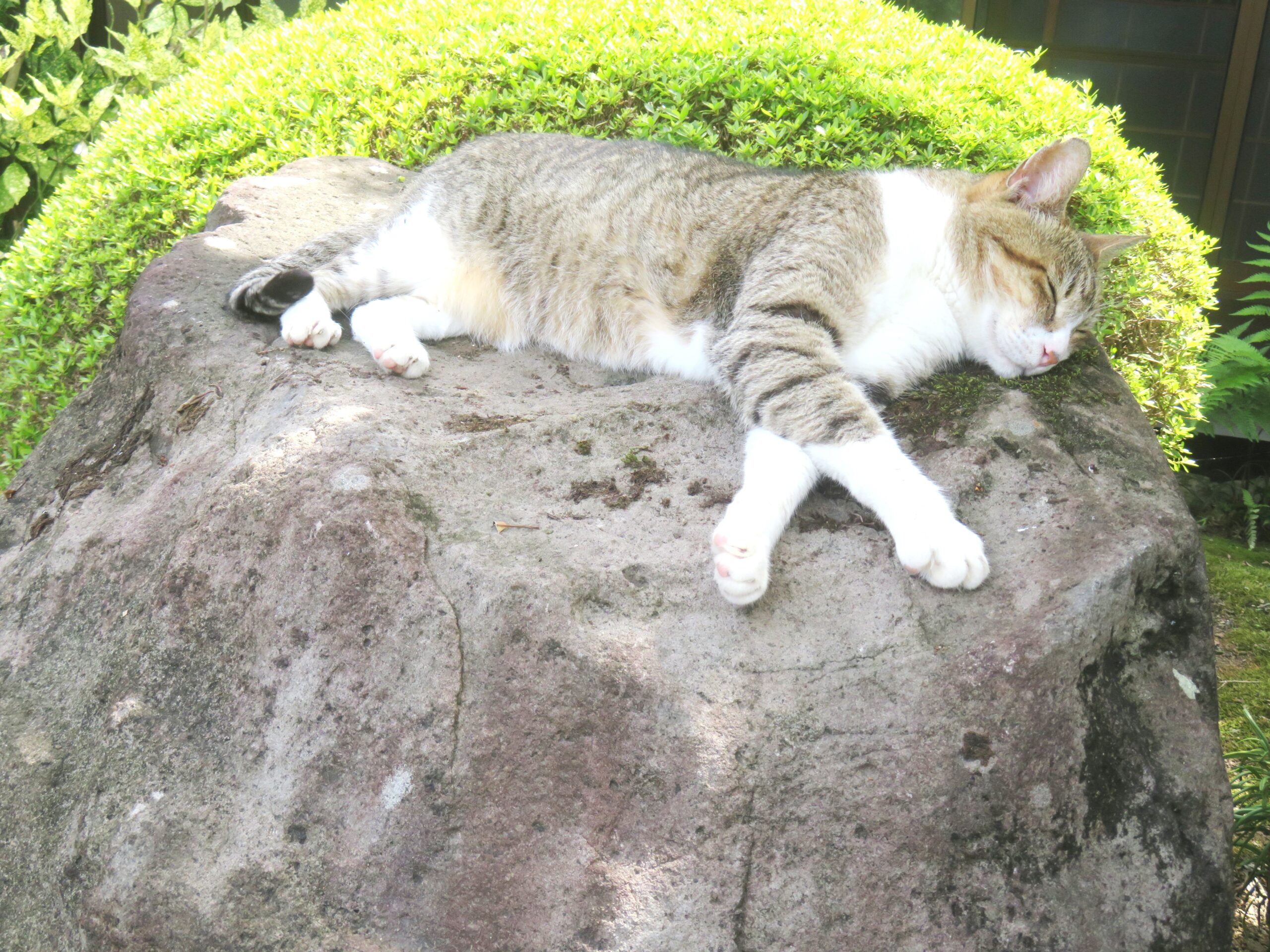 ねこ、風太　ゴロゴロ