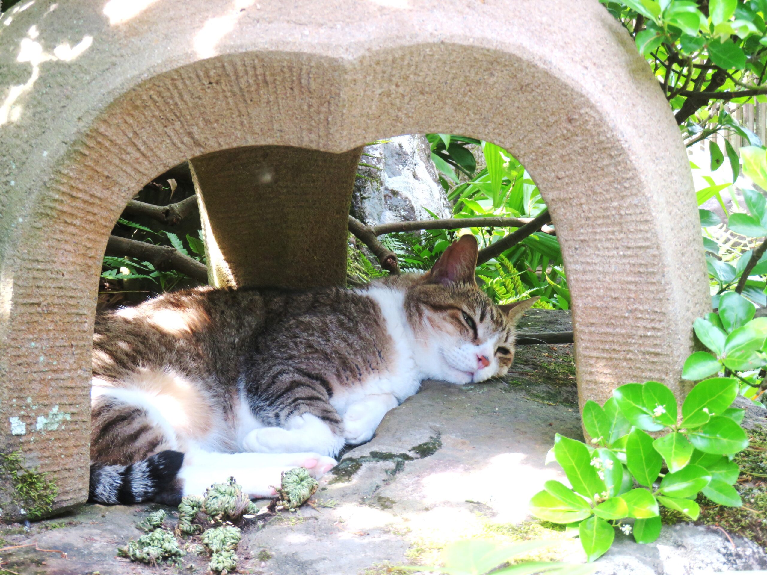 ねこ、風太　日陰