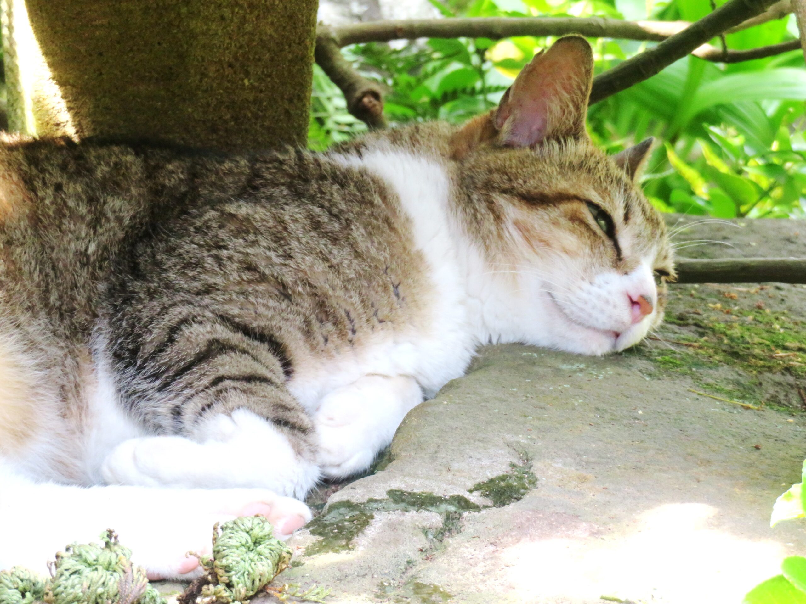 ねこ、風太　日陰