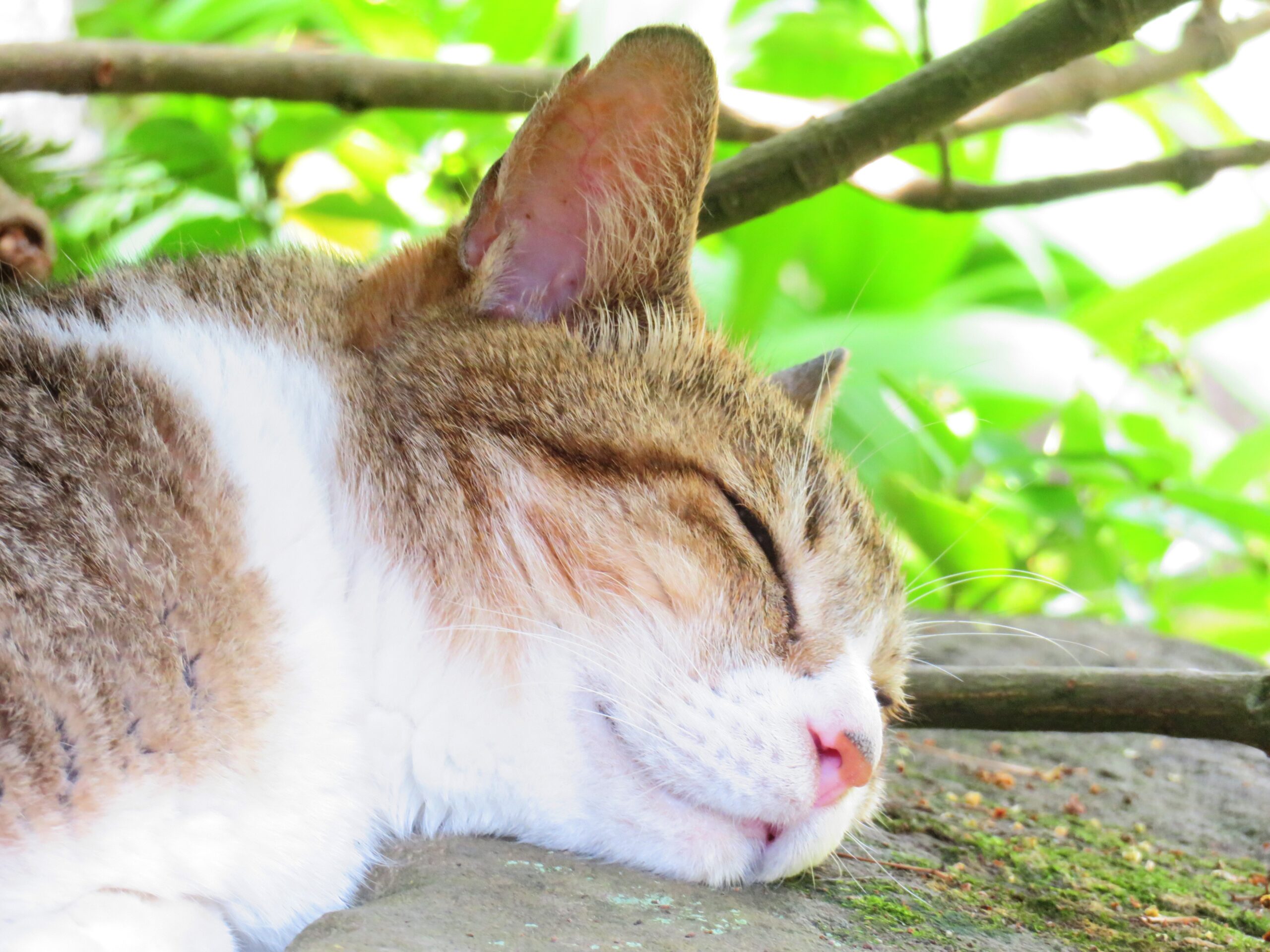 ねこ、風太　日陰