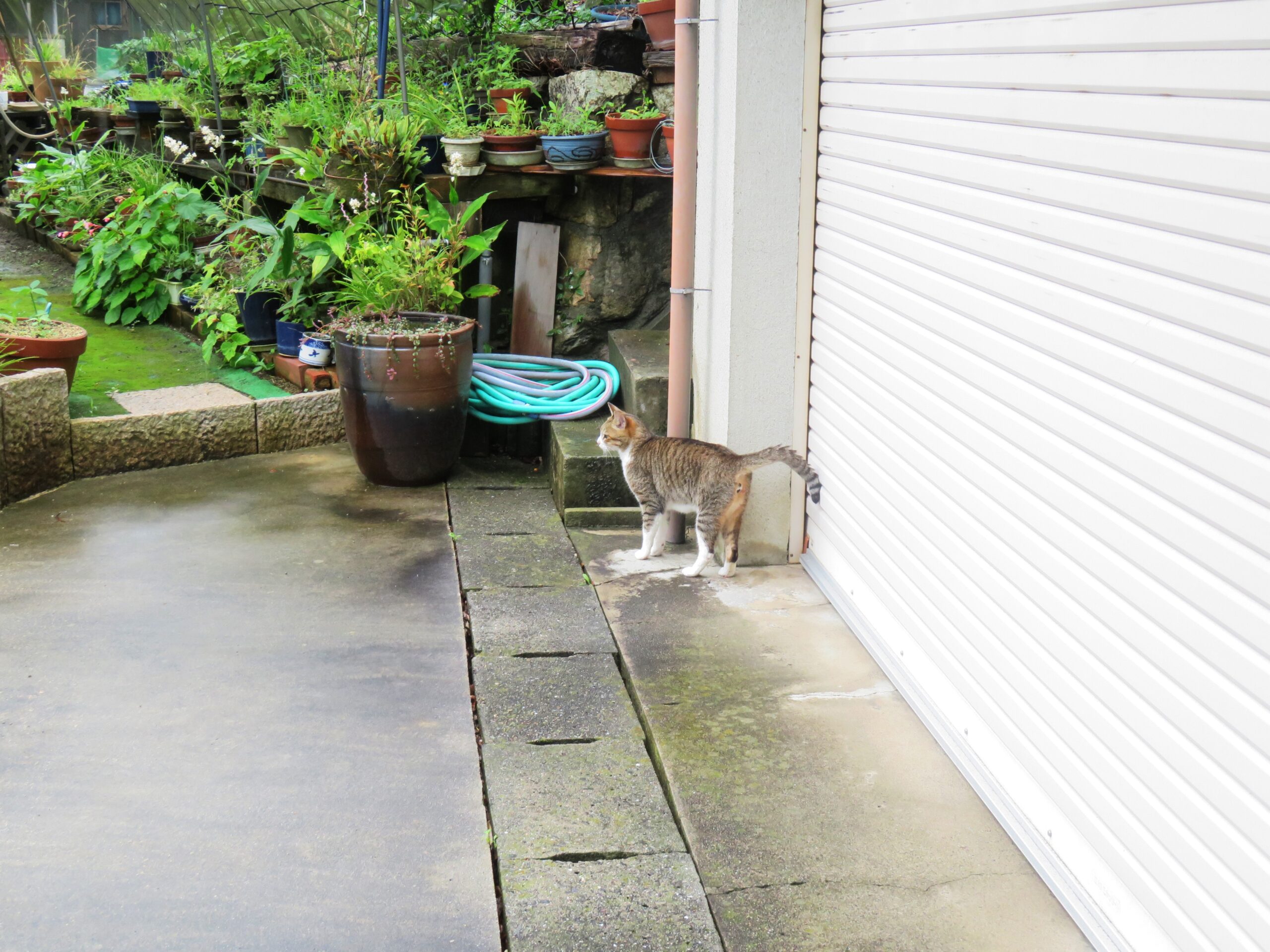 ねこ、風太　マーキング