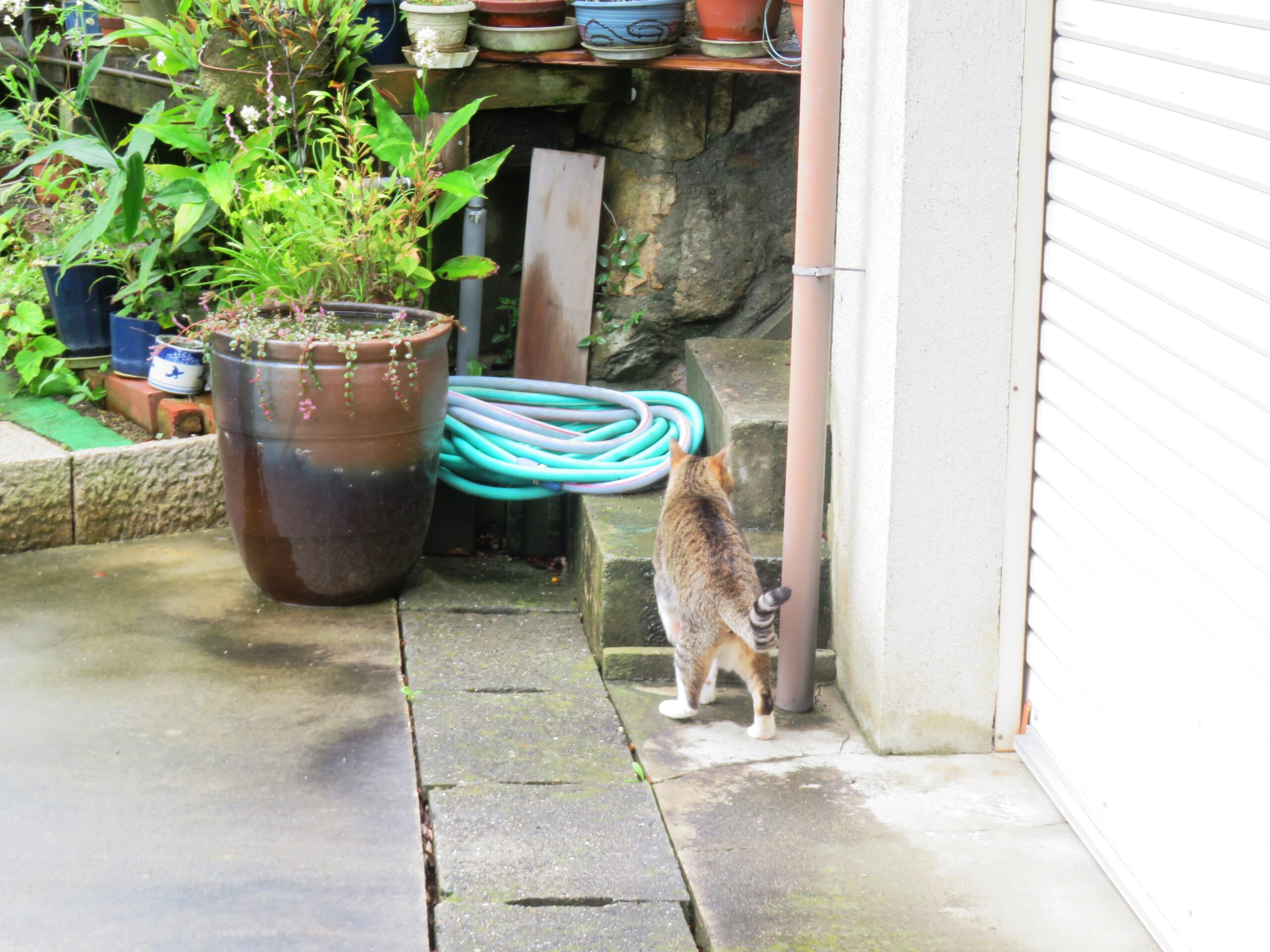 ねこ、風太　マーキング