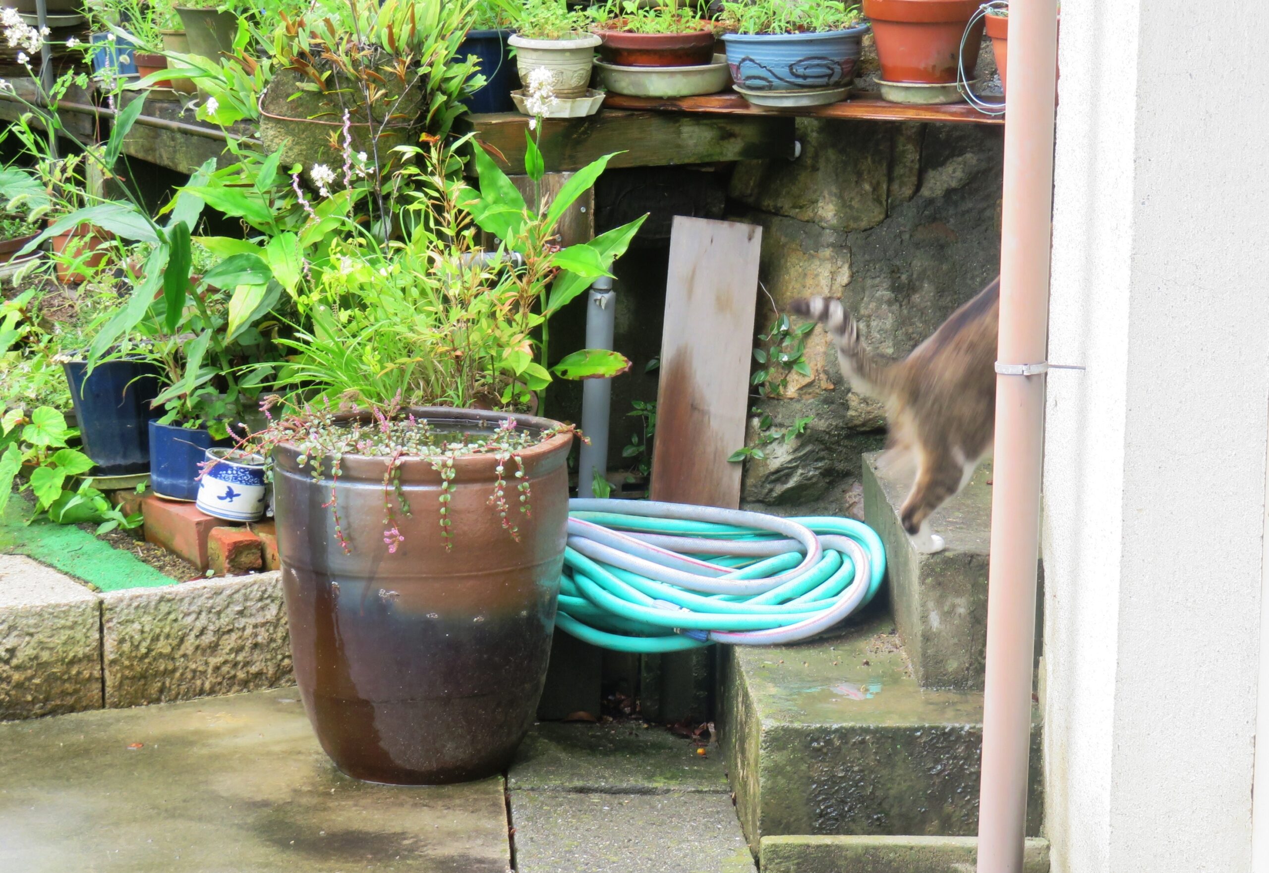 ねこ、風太　マーキング