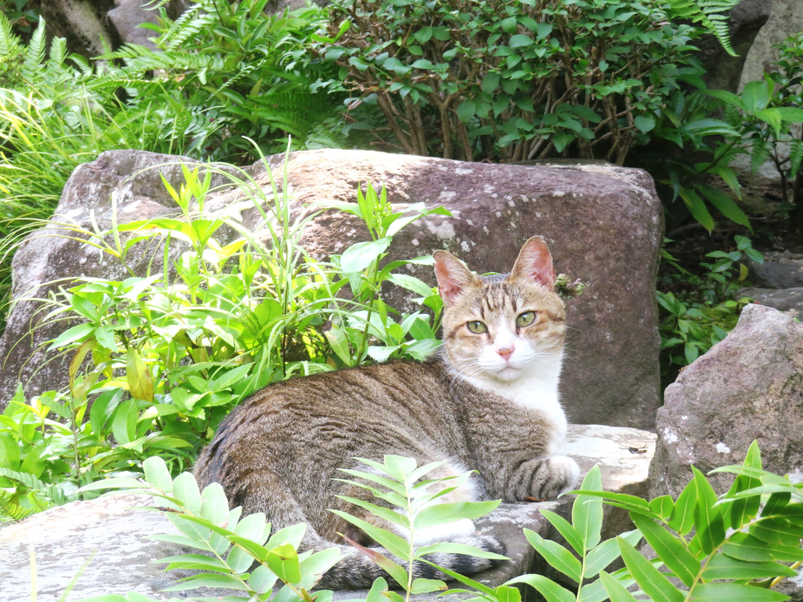 ねこ、風太　巡回