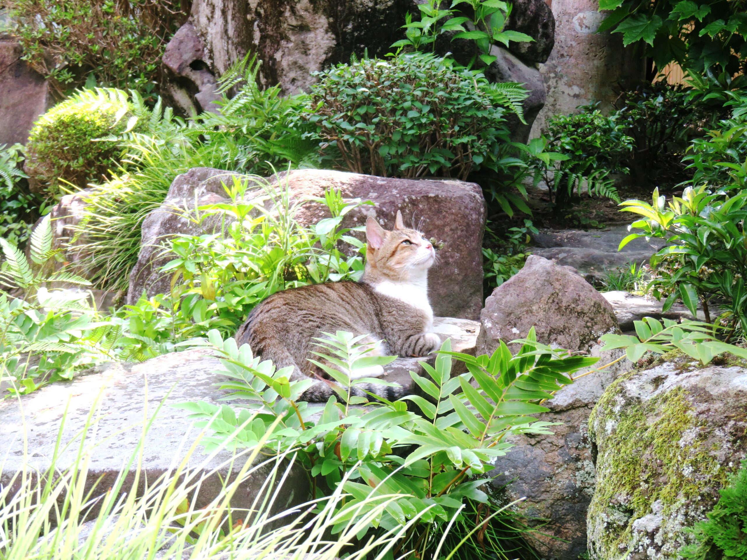 ねこ、風太　巡回