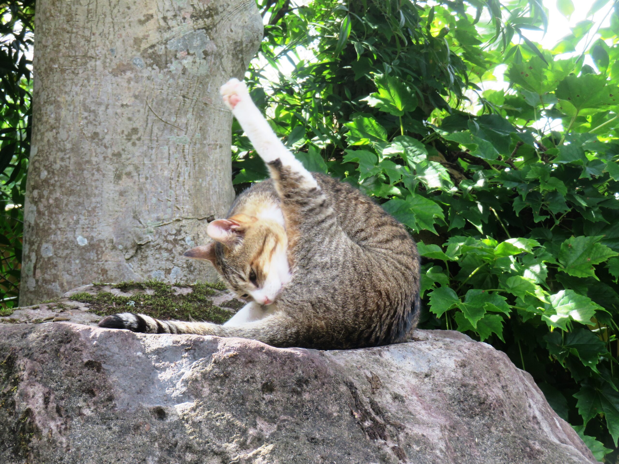 ねこ、風太　毛づくろい