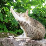 ねこ、風太　毛づくろい