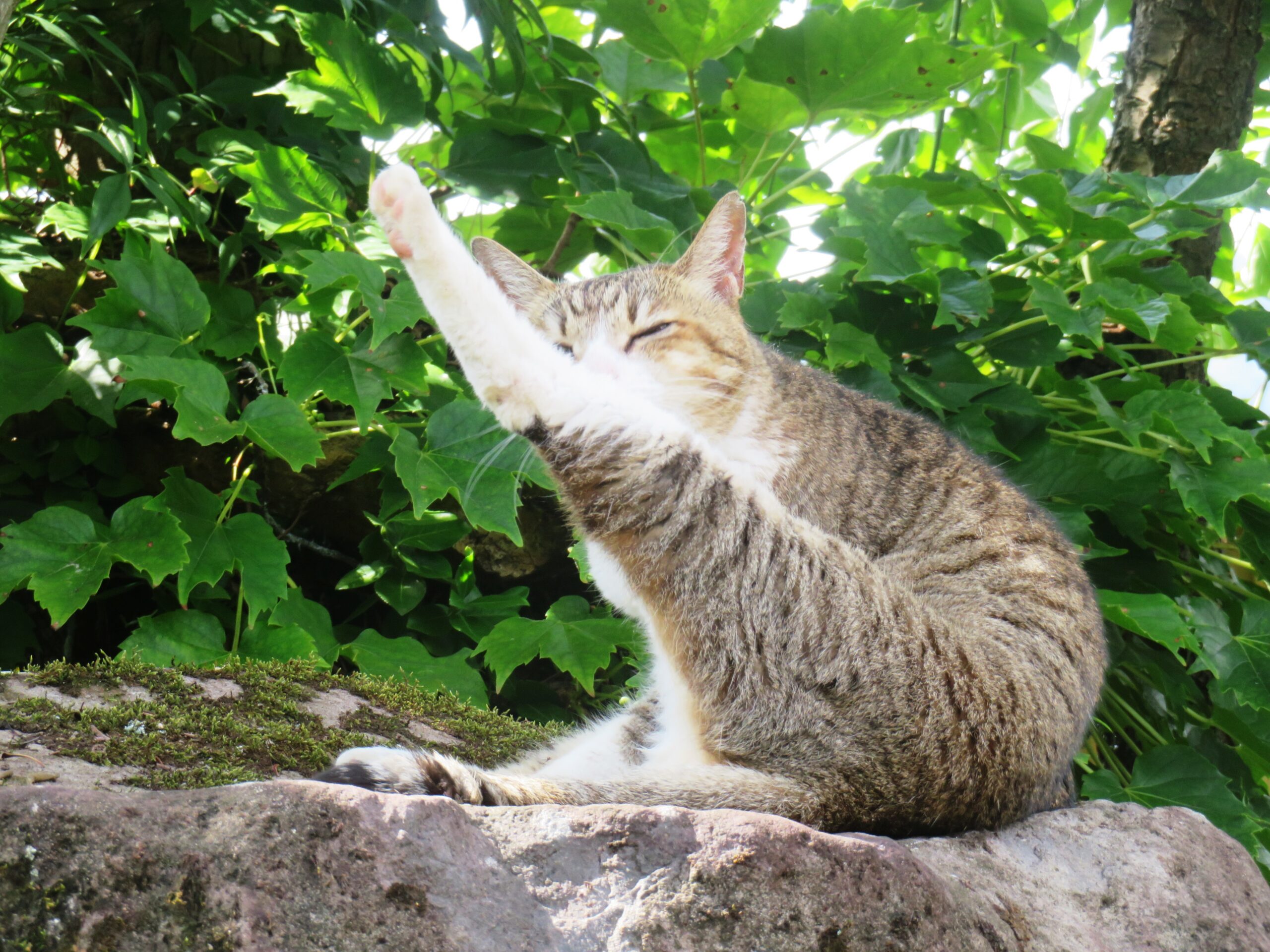 ねこ、風太　毛づくろい