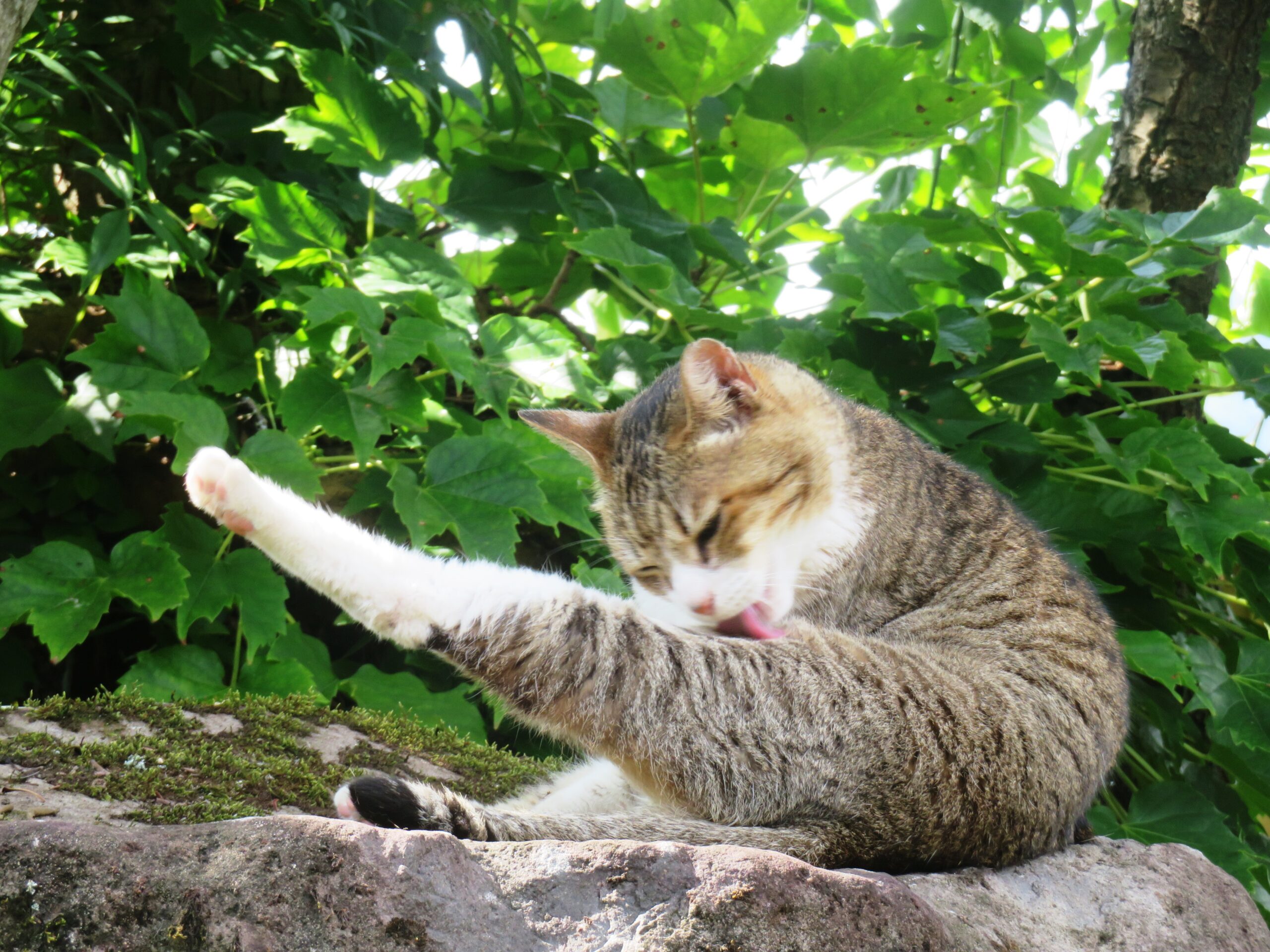 ねこ、風太　毛づくろい