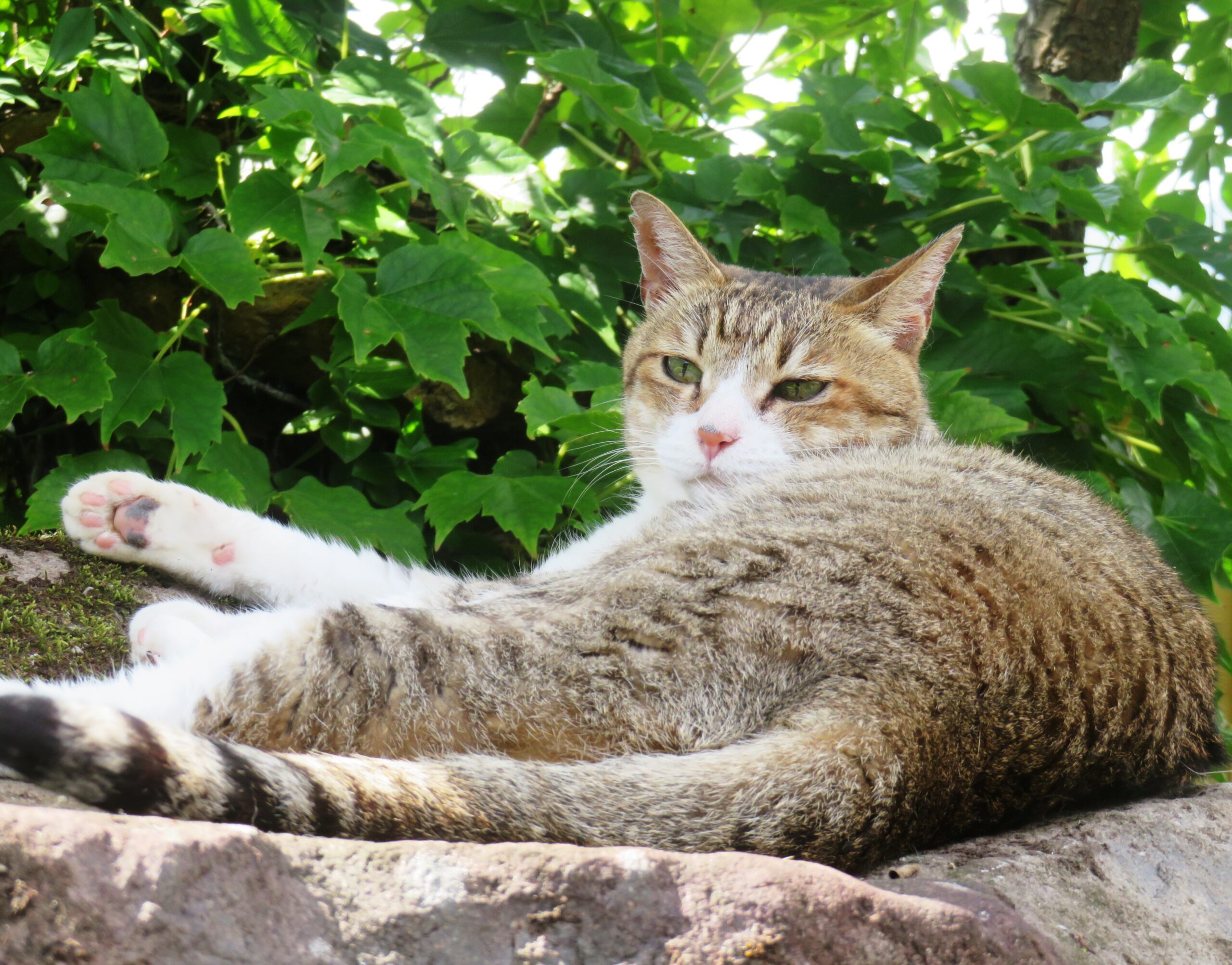 ねこ、風太　ゴロゴロ