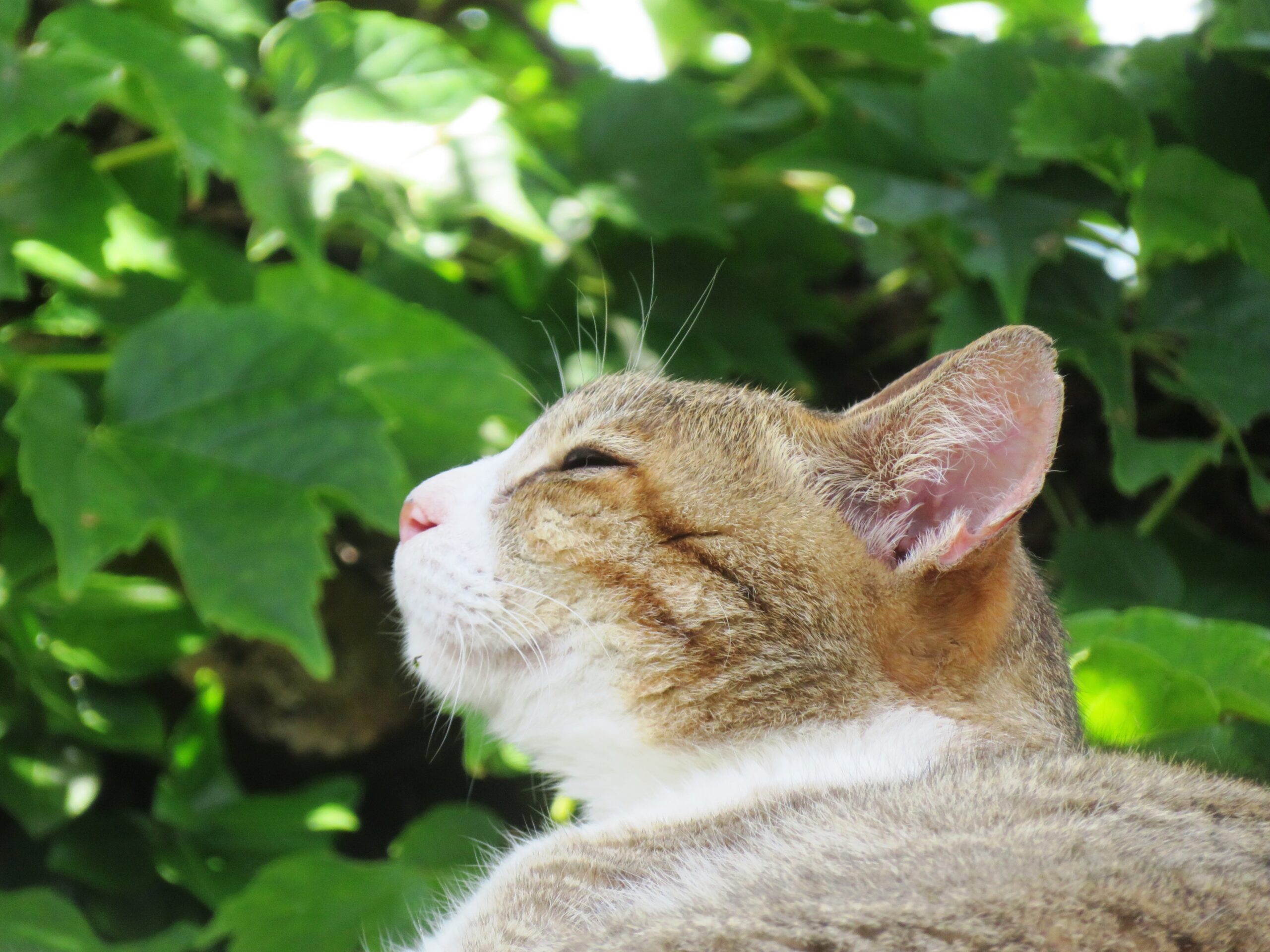 ねこ、風太　ゴロゴロ