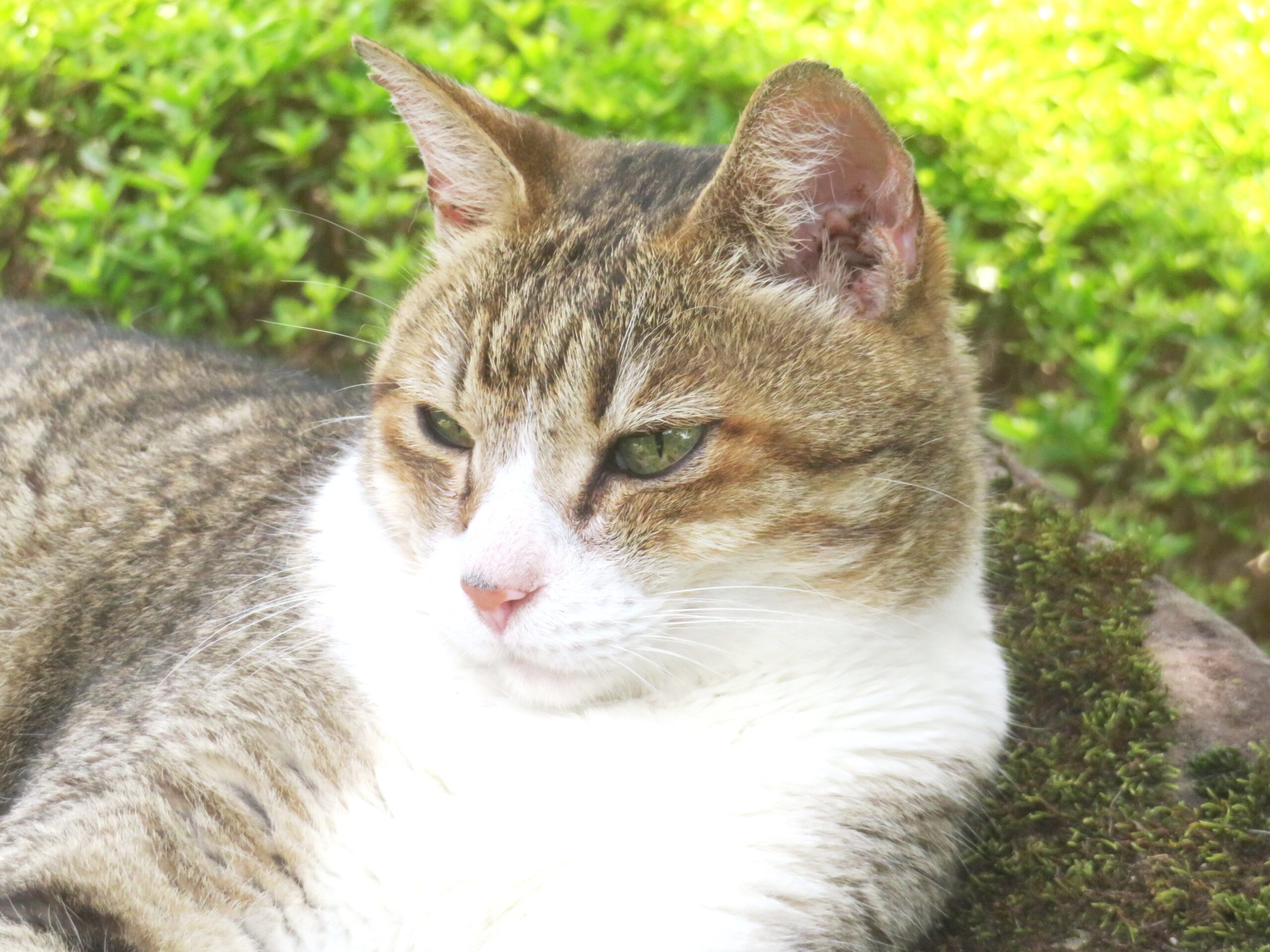 ねこ、風太　ゴロゴロ