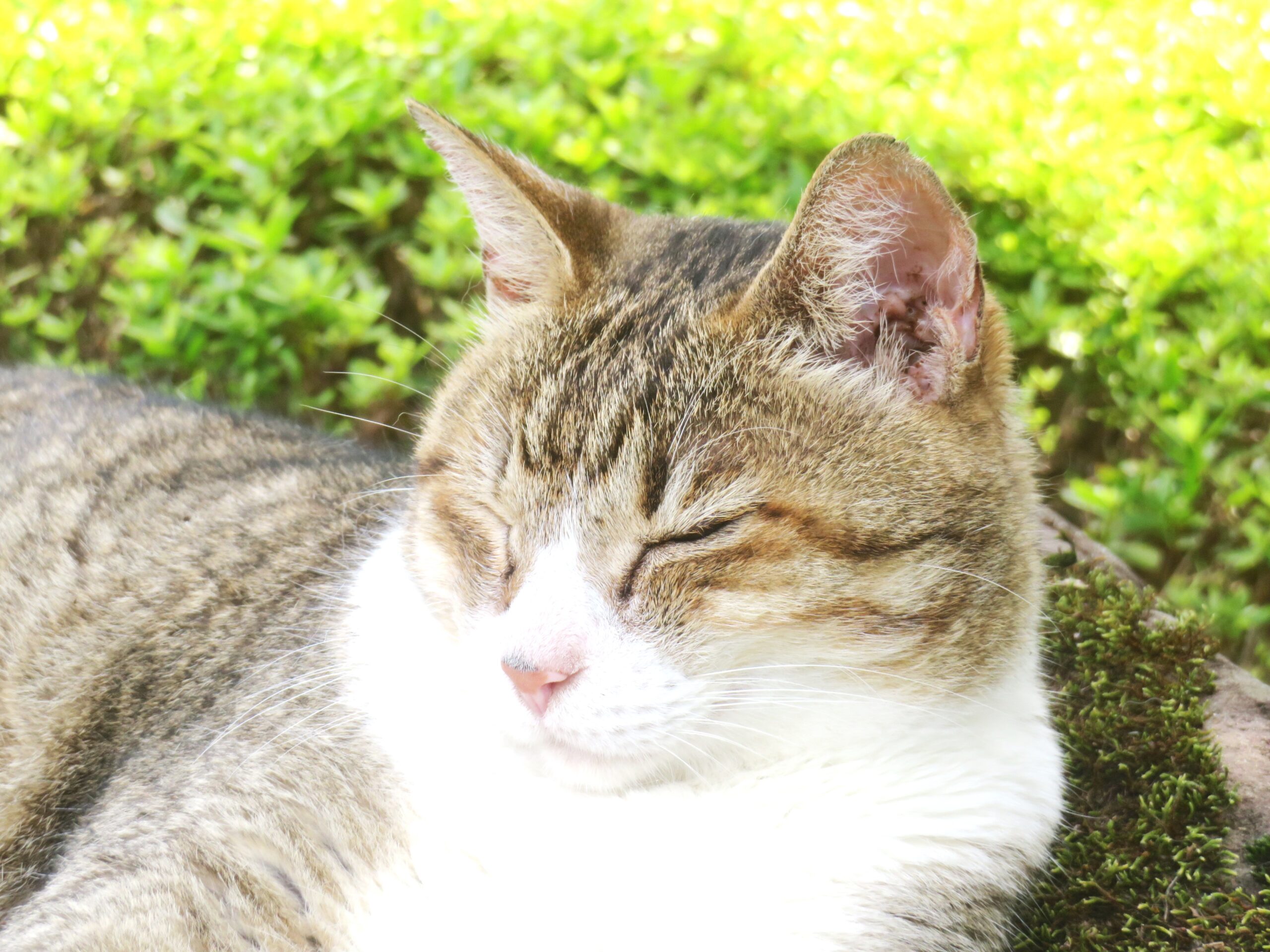 ねこ、風太　ゴロゴロ