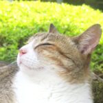 ねこ、風太　ゴロゴロ