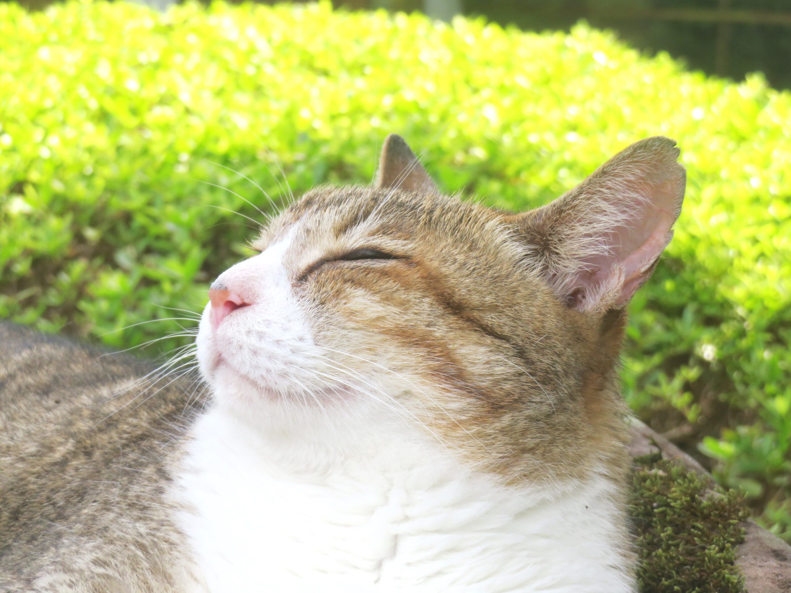 ねこ、風太　ゴロゴロ