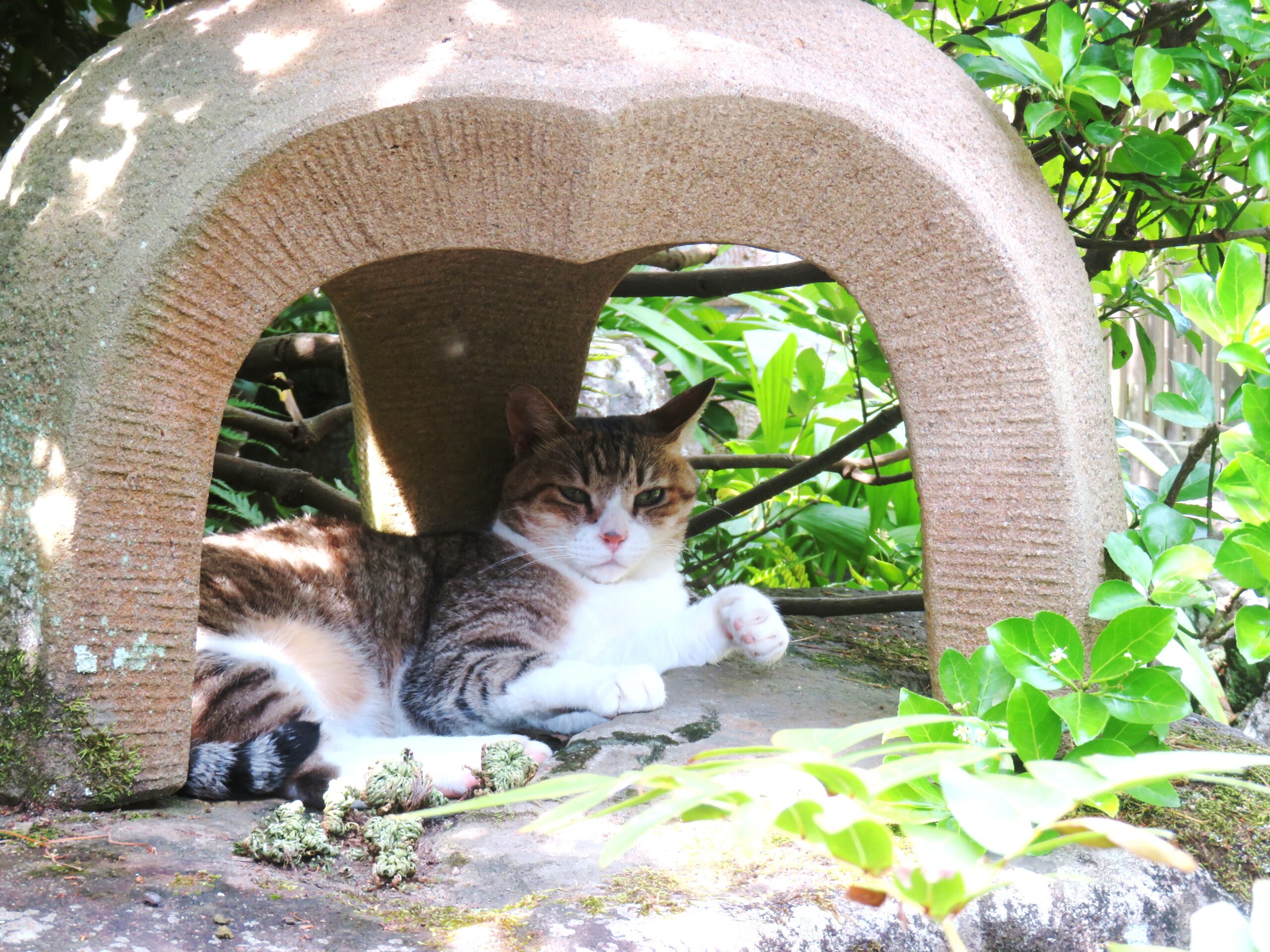 ねこ、風太　巡回