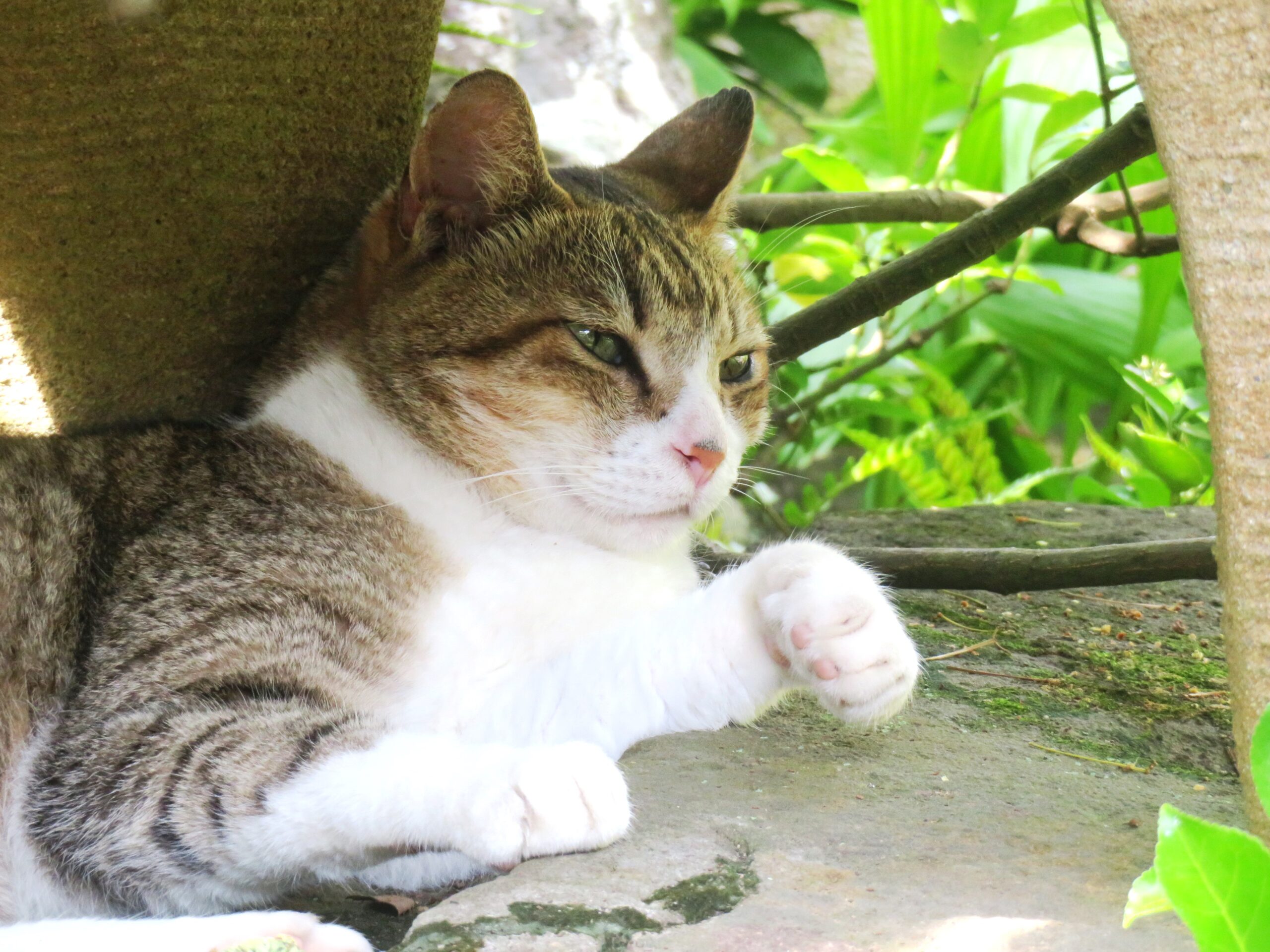 ねこ、風太　巡回