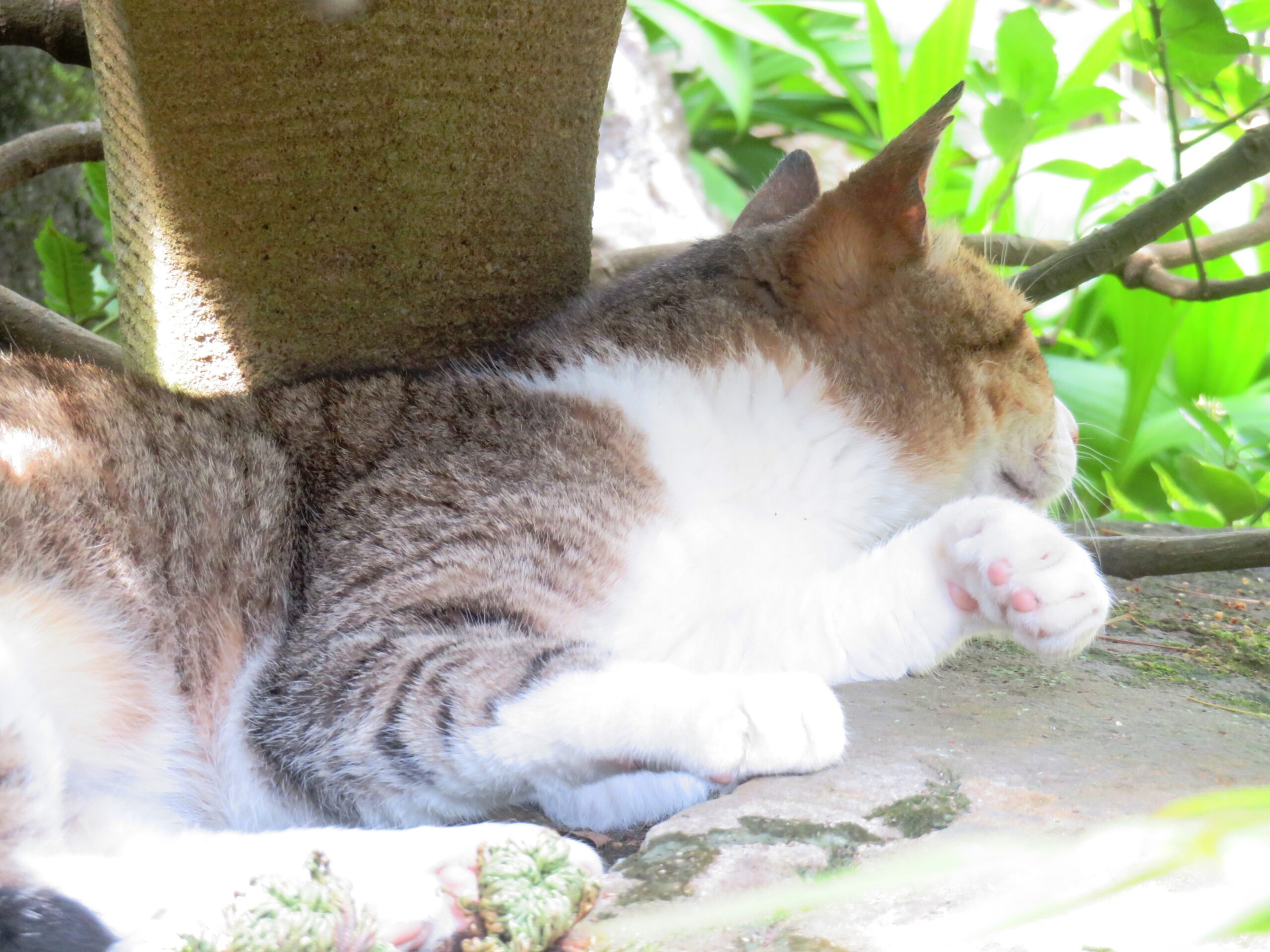 ねこ、風太　巡回