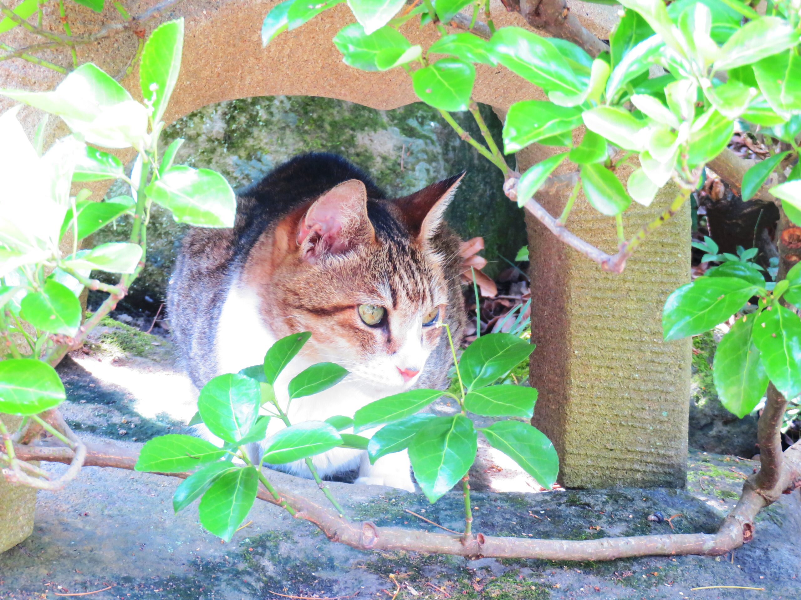 ねこ、風太　巡回