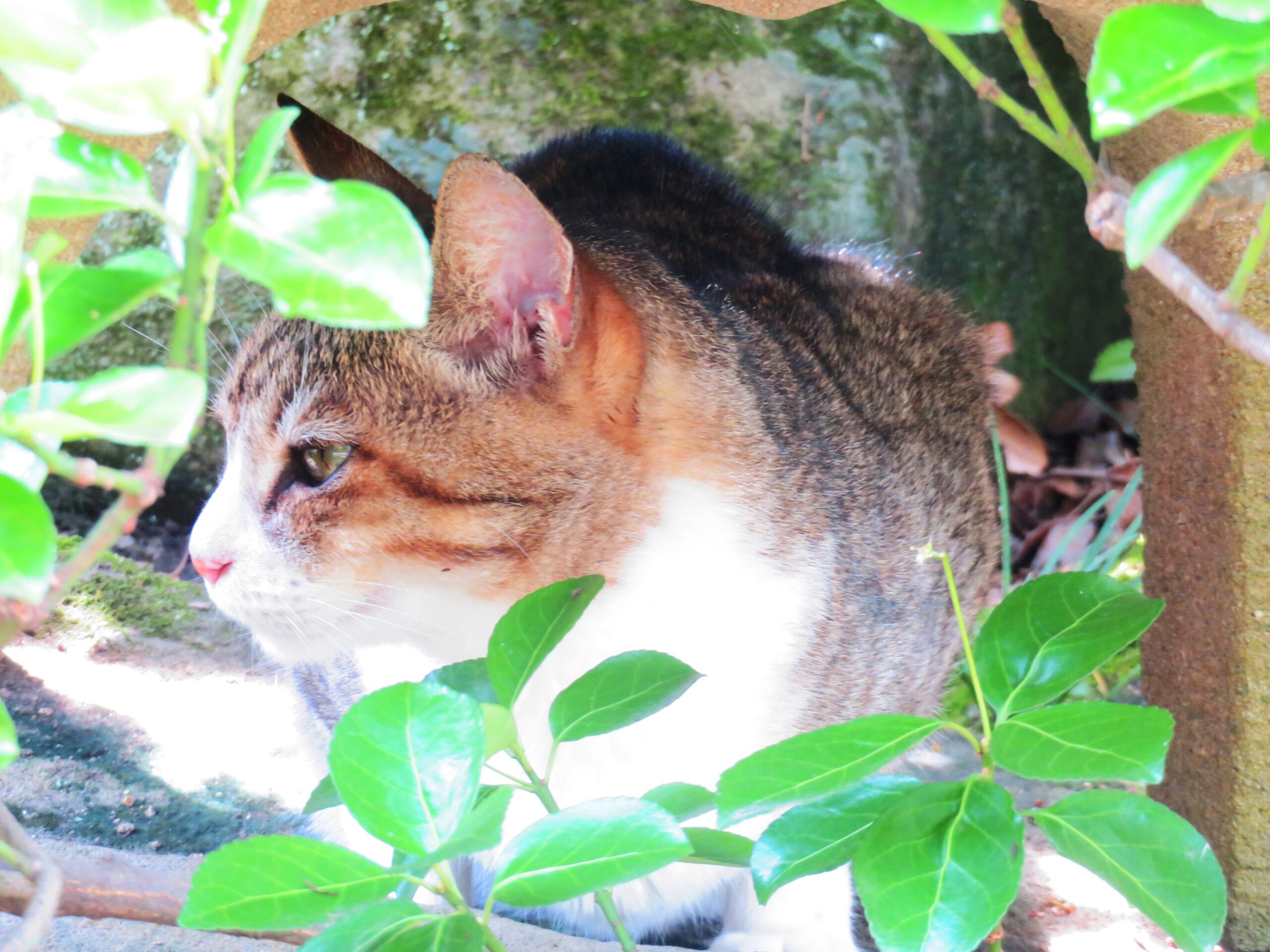 ねこ、風太　巡回