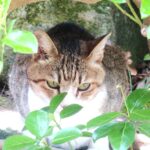 ねこ、風太　巡回