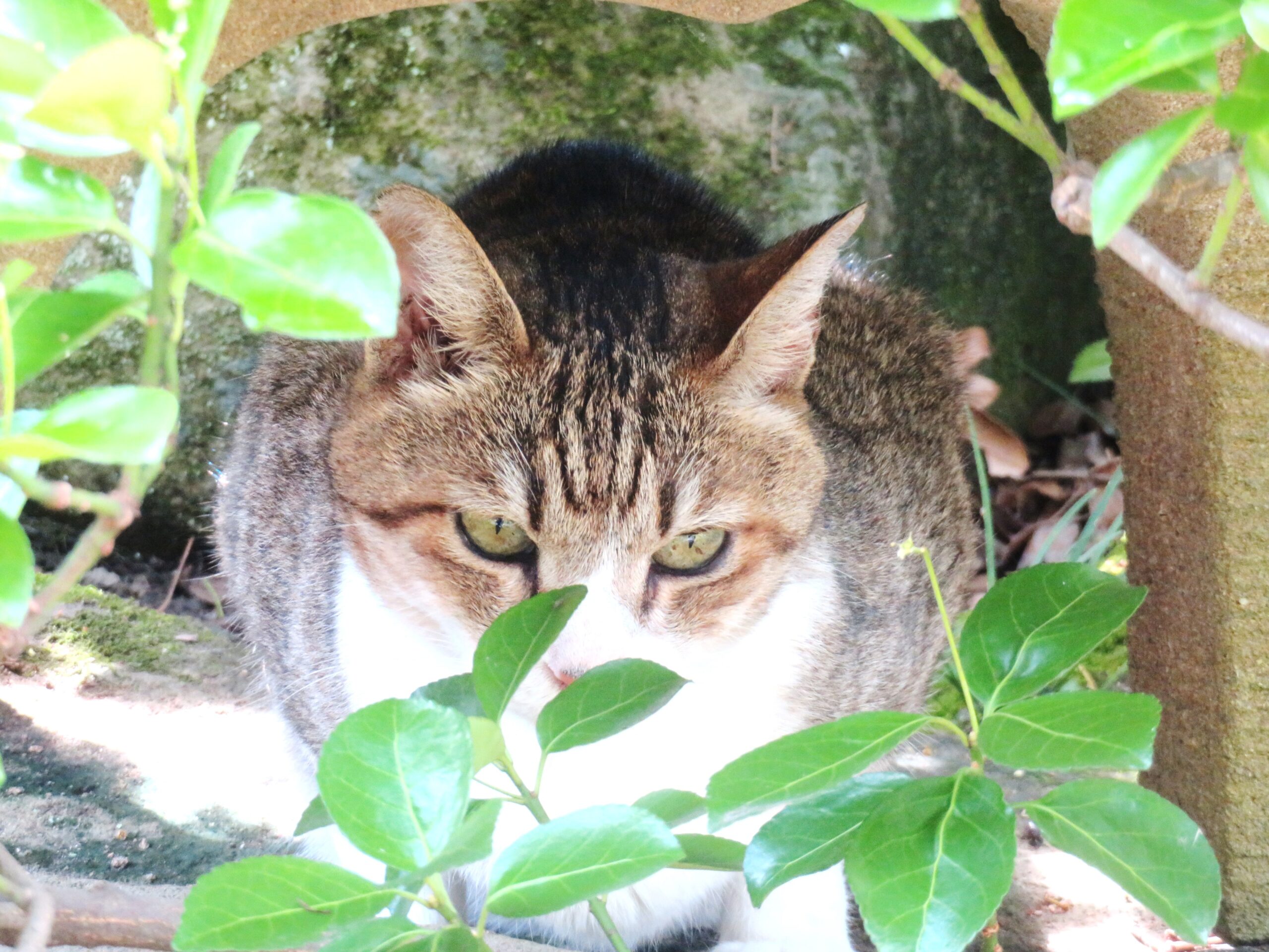 ねこ、風太　巡回