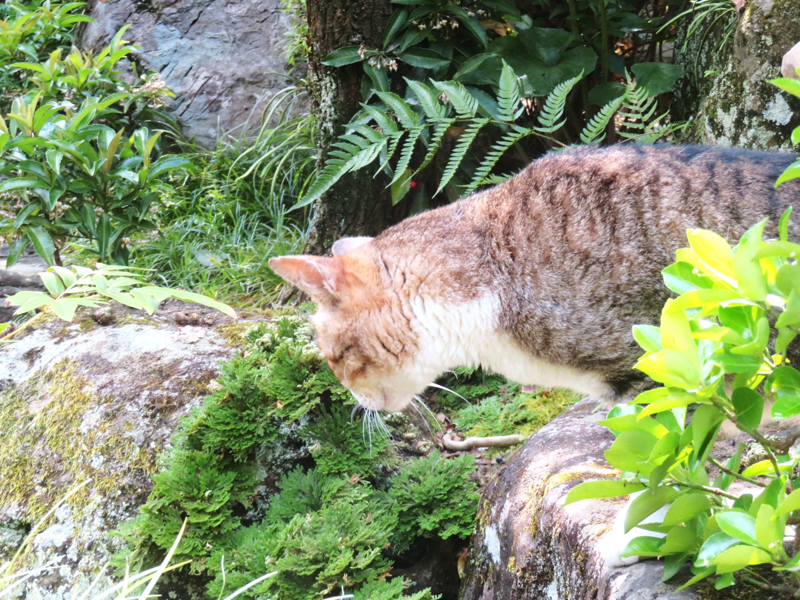 ねこ、風太　巡回