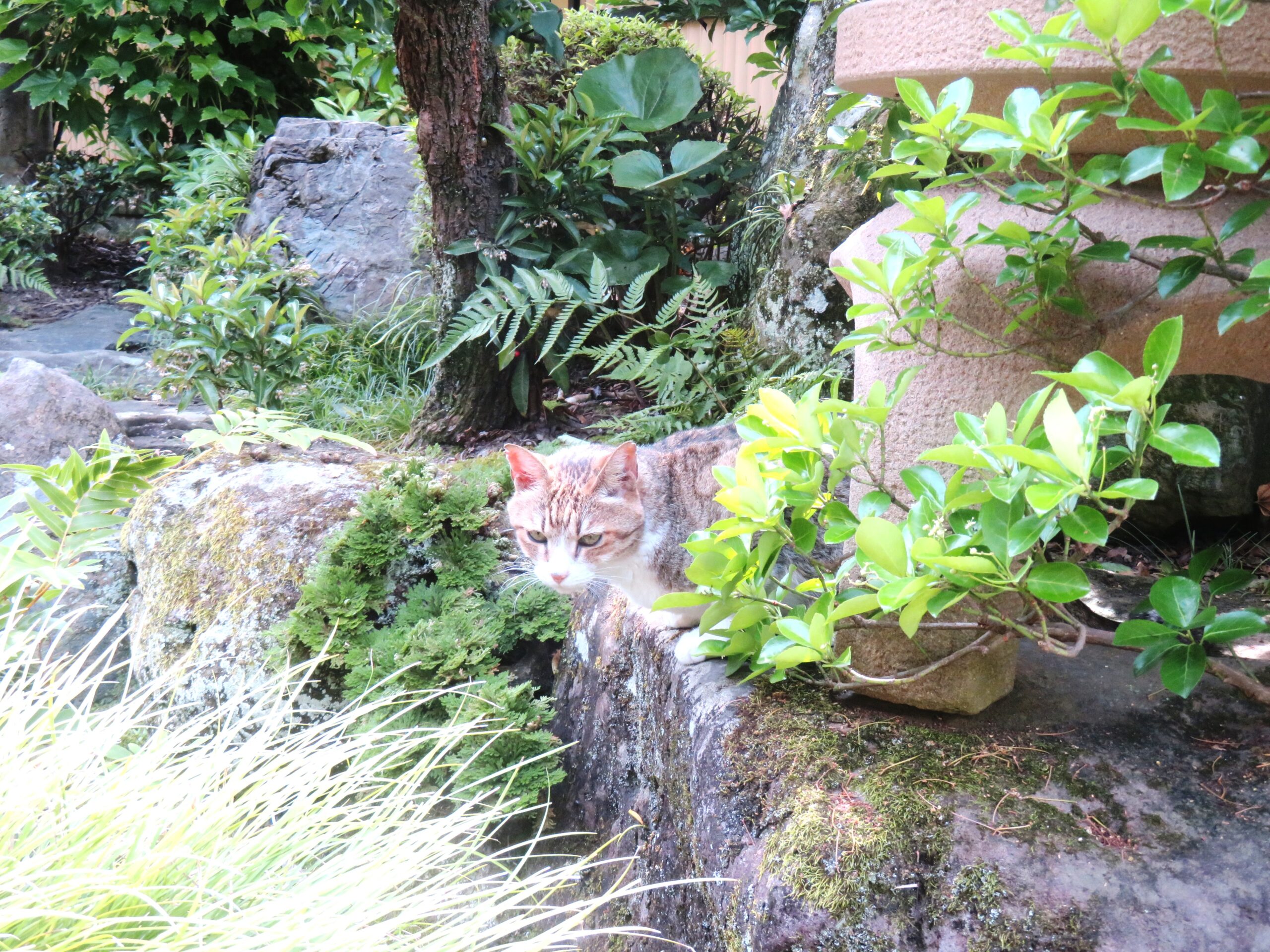 ねこ、風太　巡回