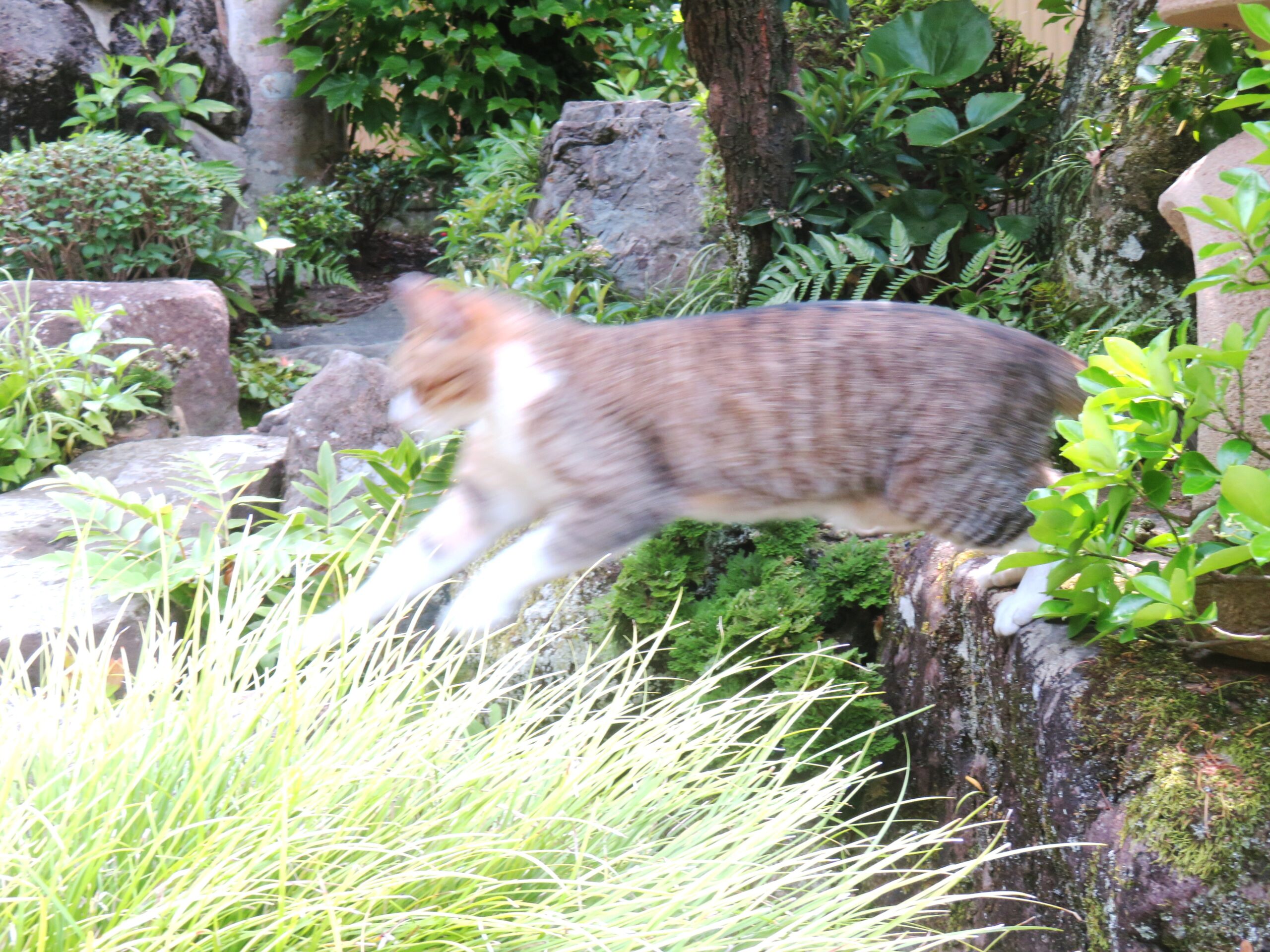 ねこ、風太　巡回