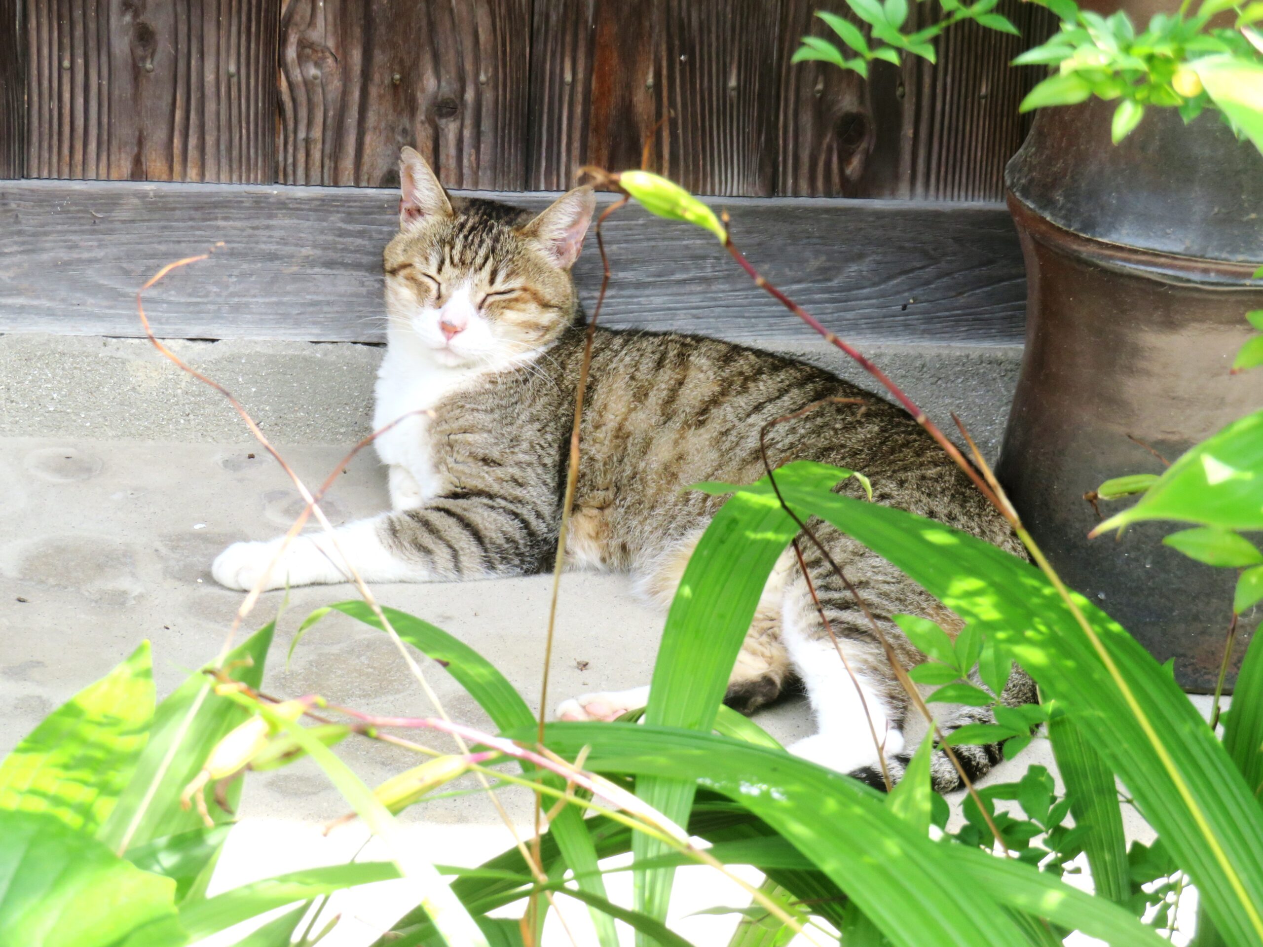 ねこ、風太　巡回