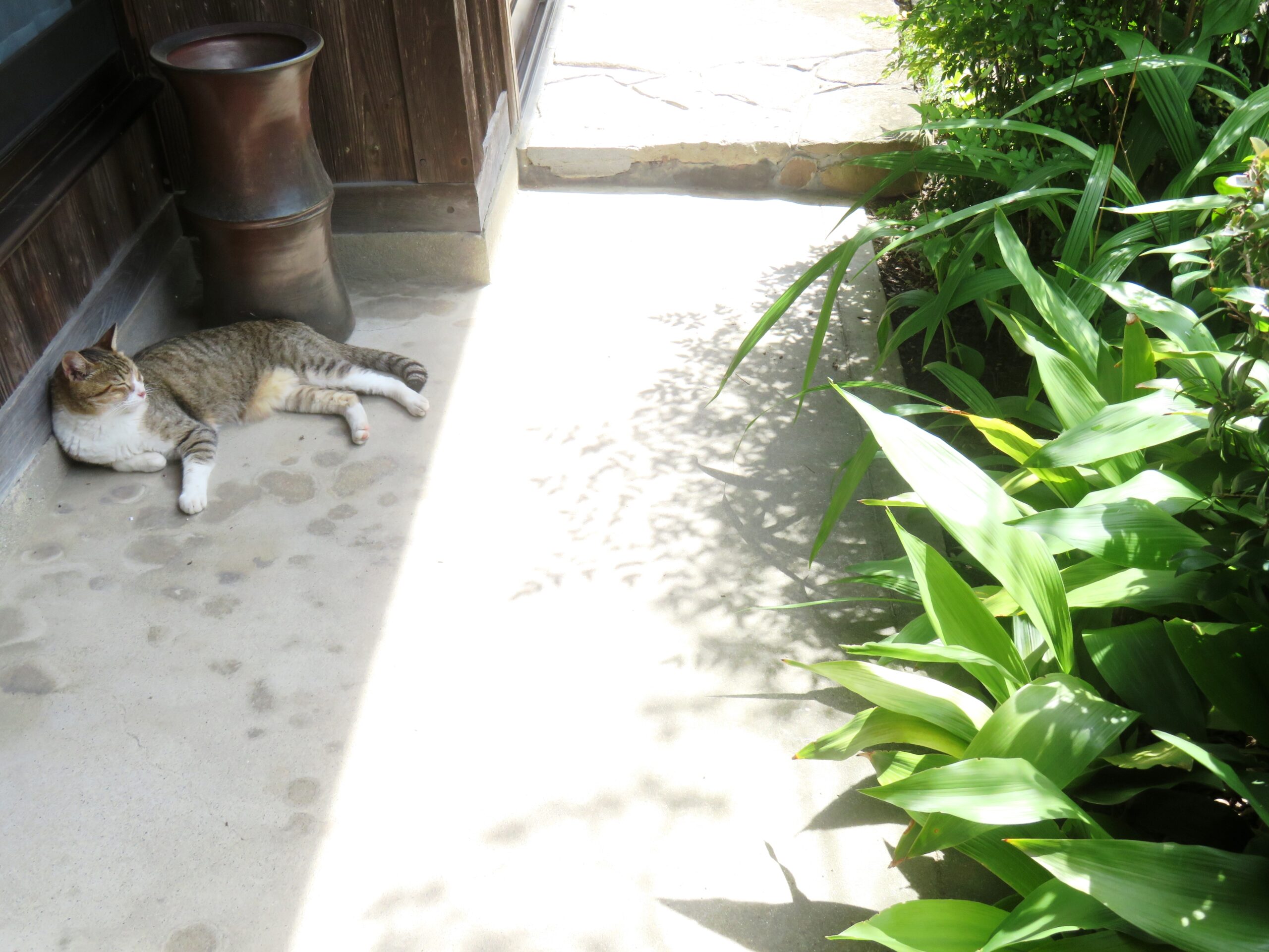 ねこ、風太　巡回