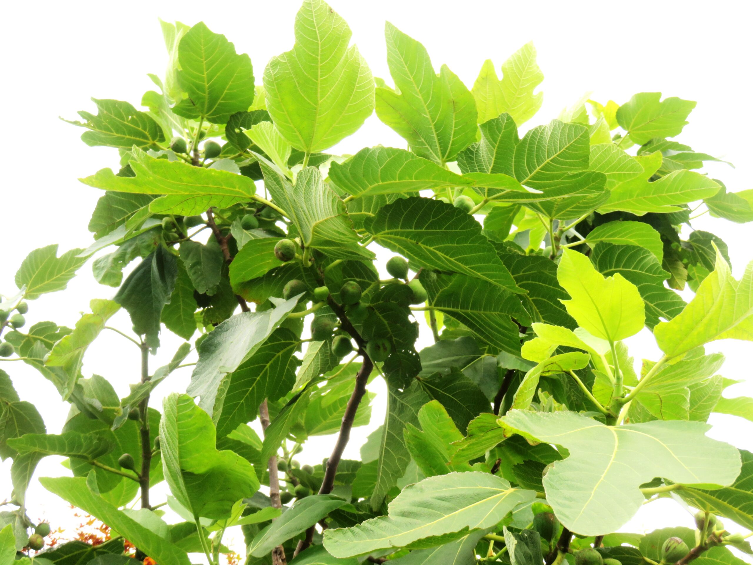 8月のイチジク（無花果）