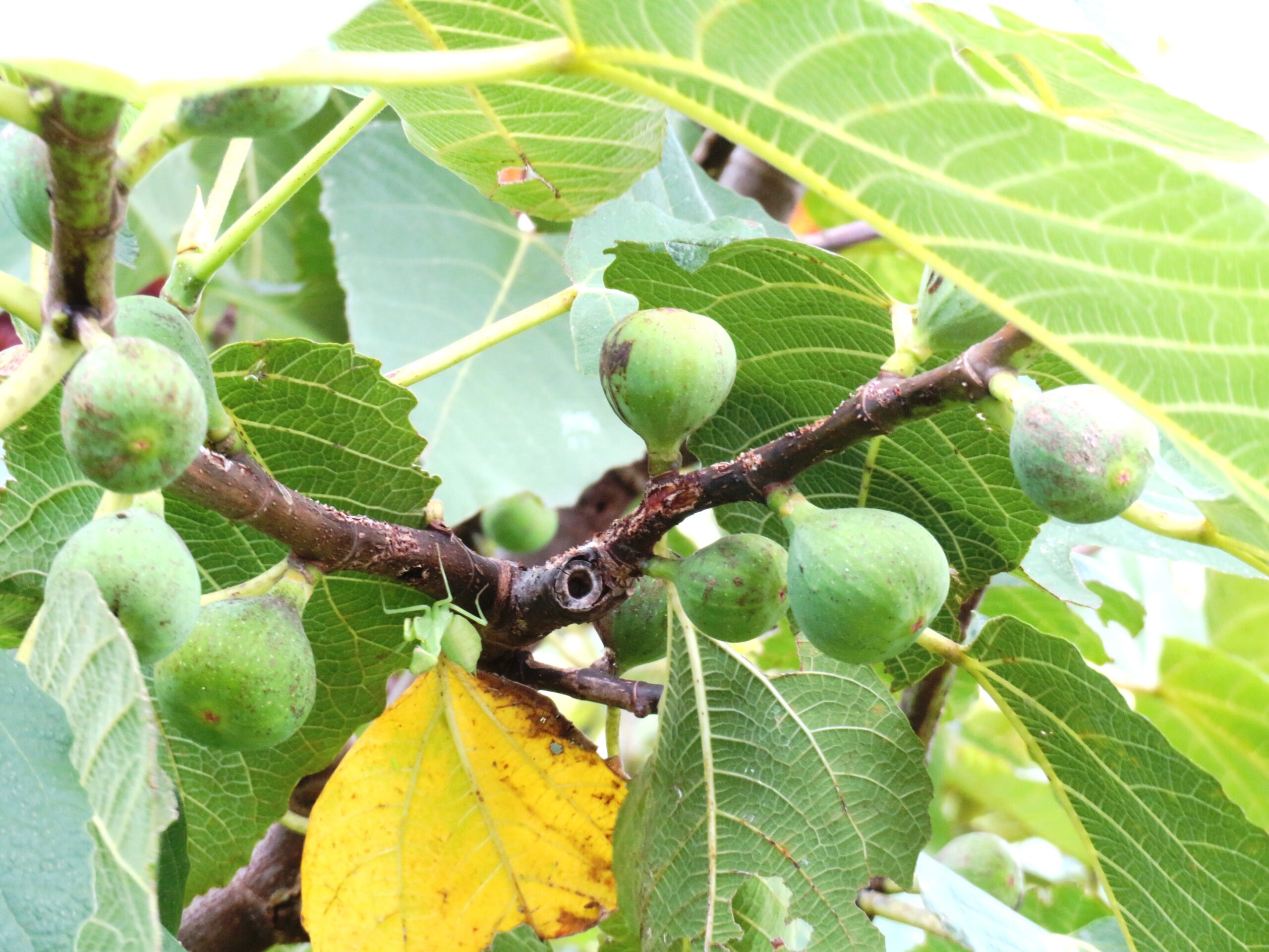 8月のイチジク（無花果）